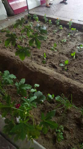 Finding: Informal gardens