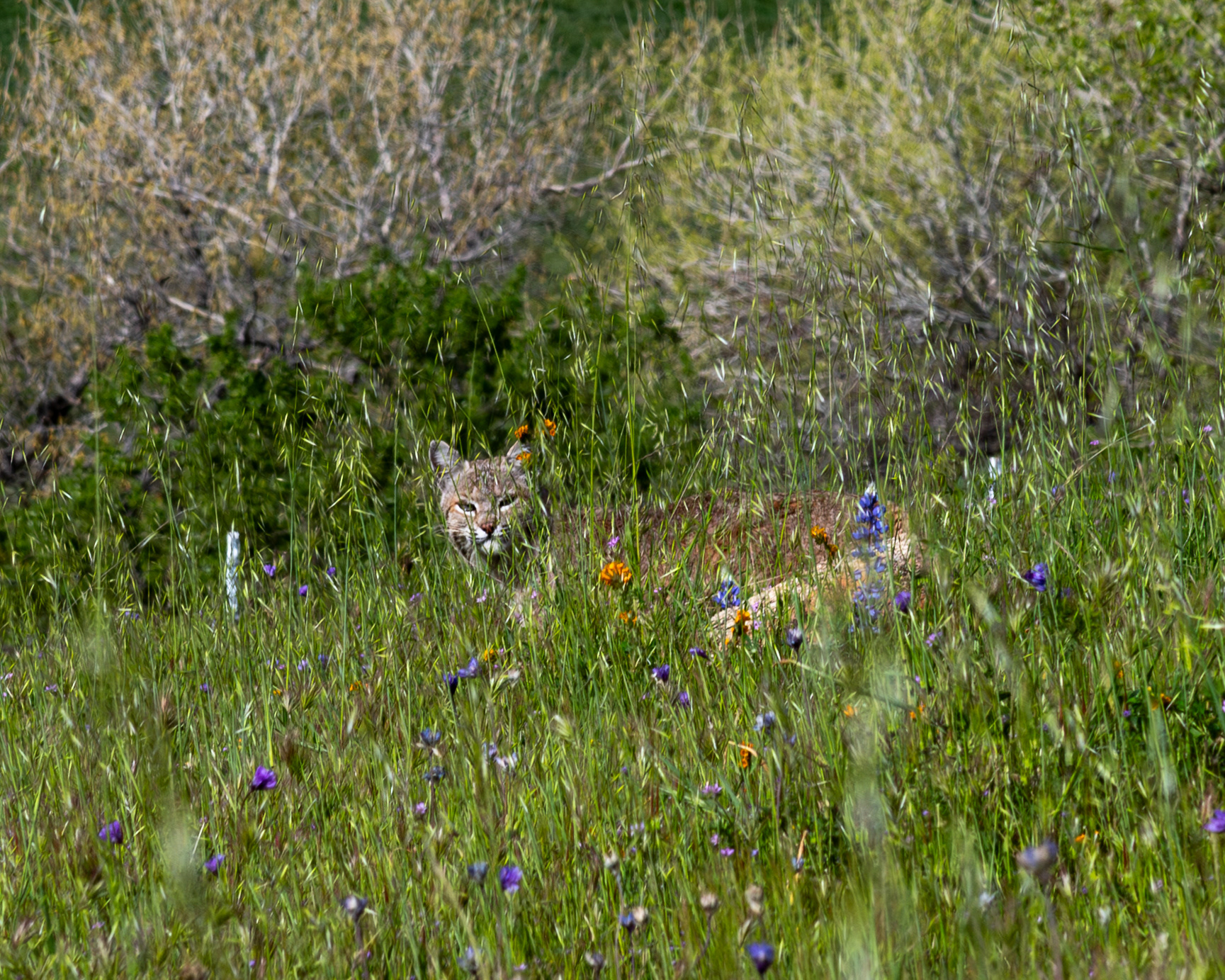 Bobcat