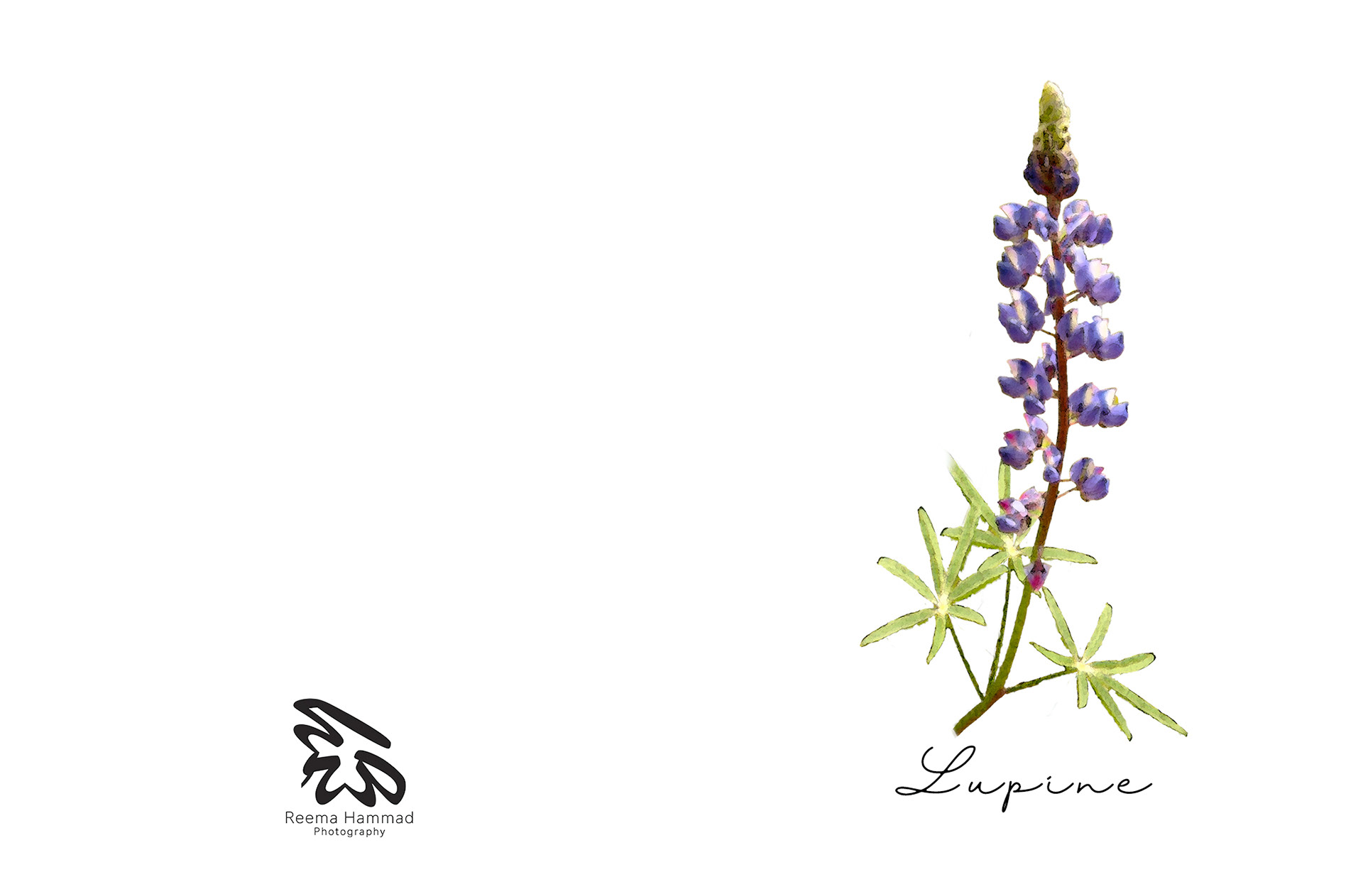 Lupin Postcard