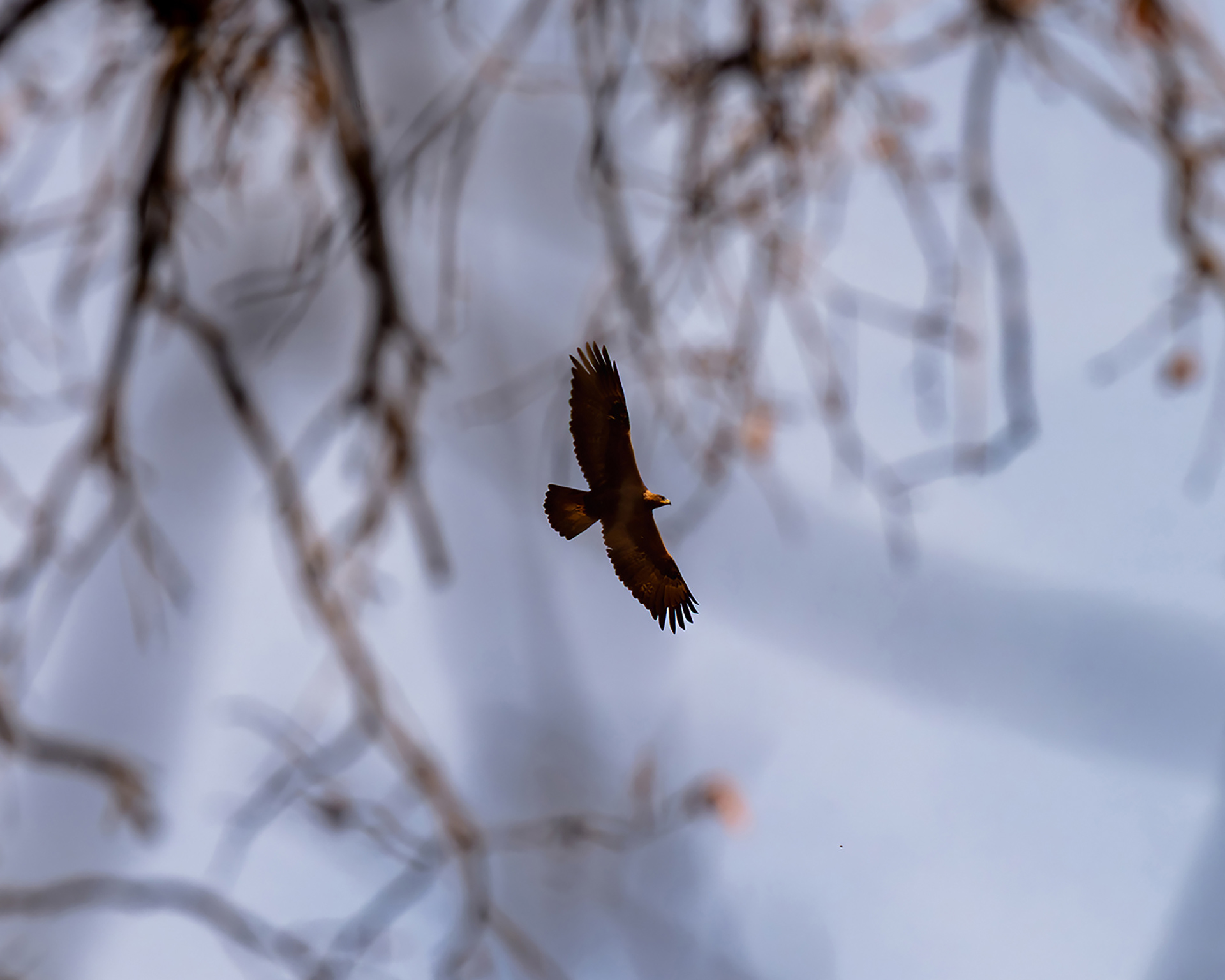 Soaring
