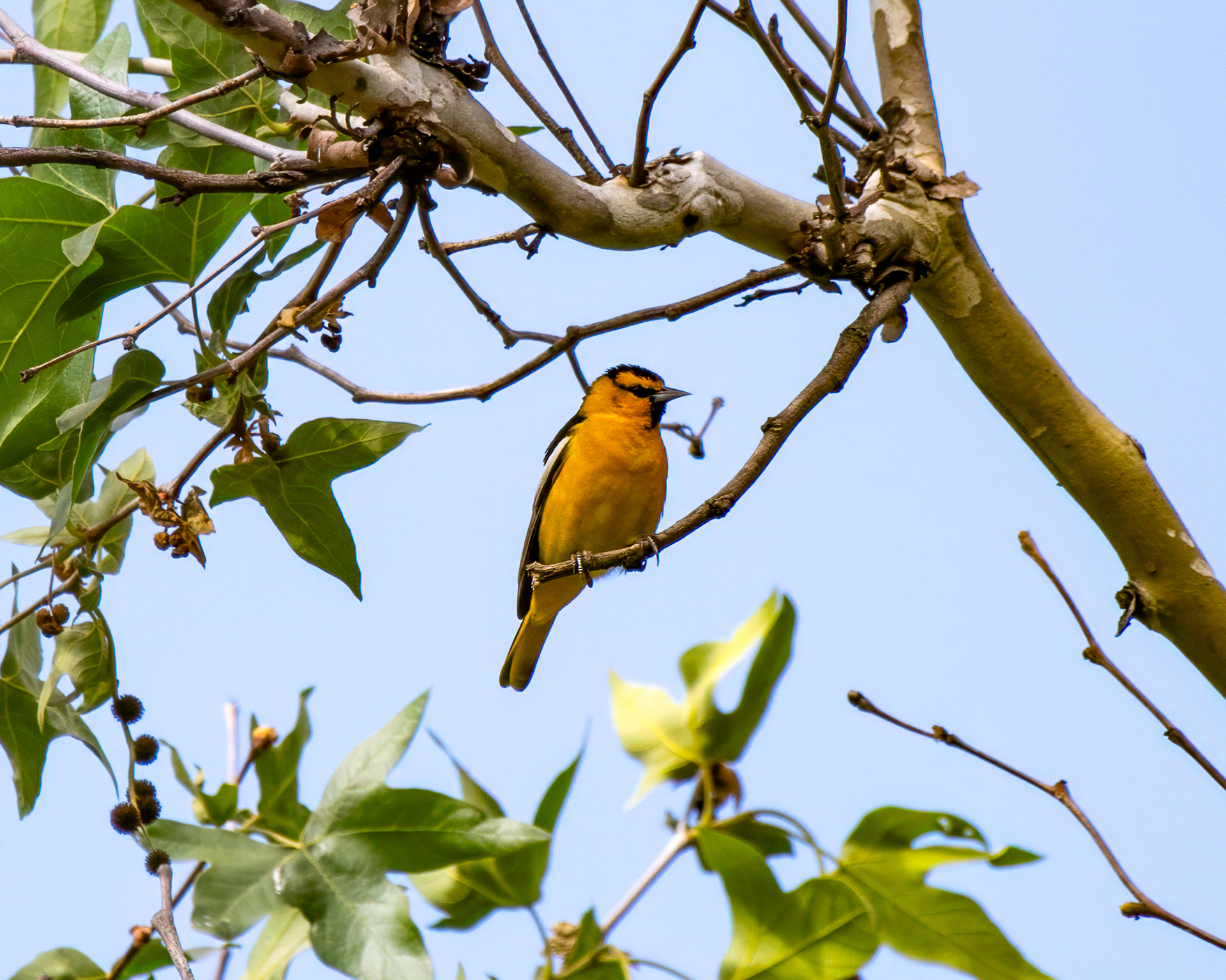 Bullock's Oriole