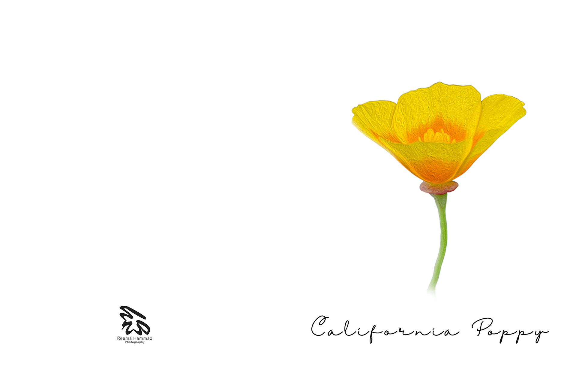 CA Poppy Postcard