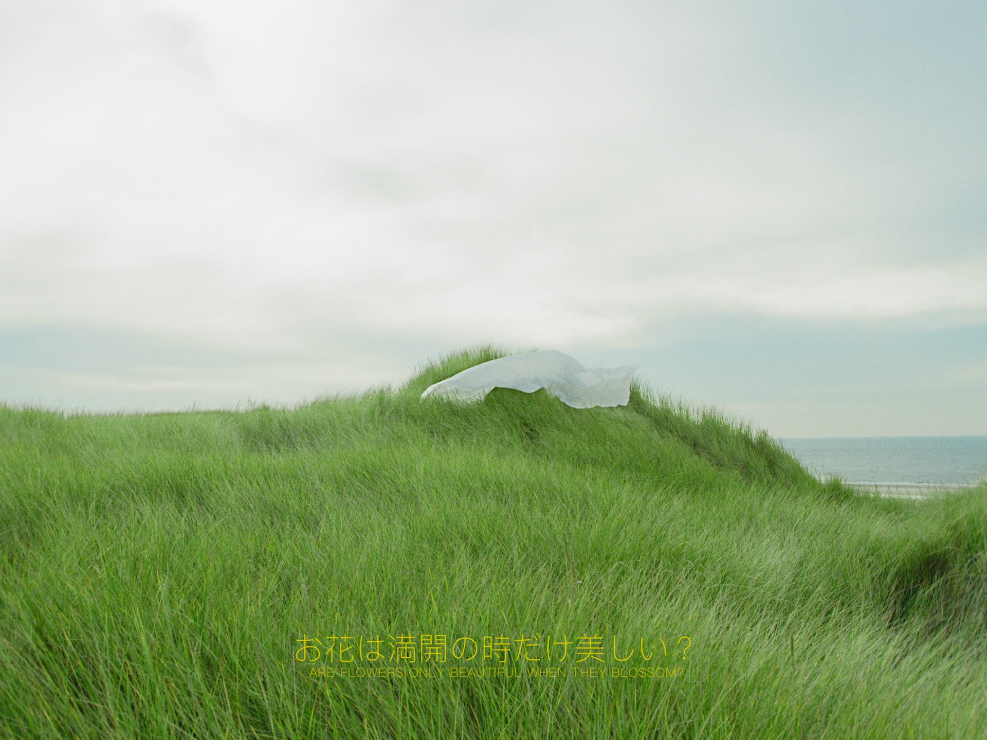 The wind