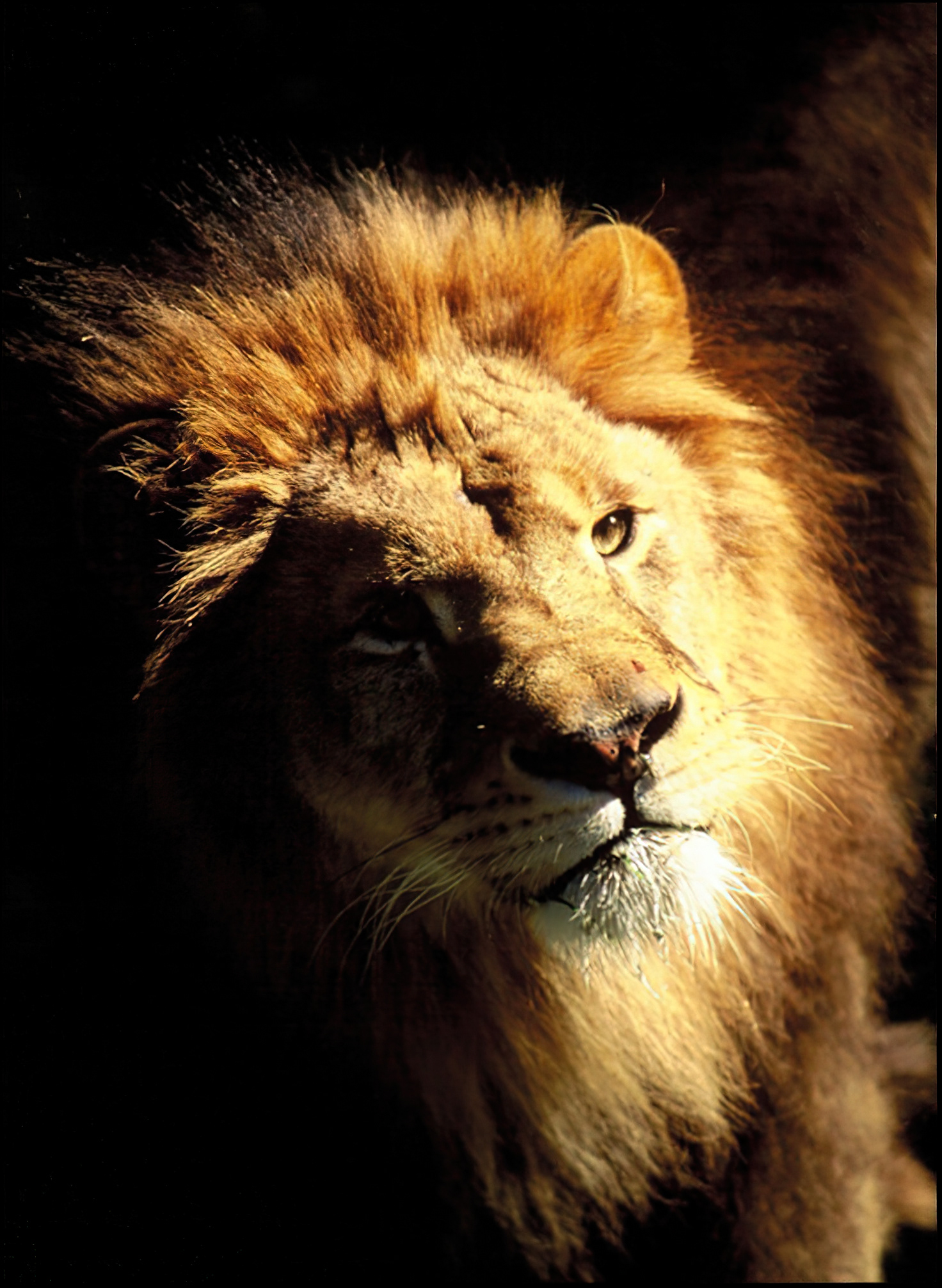 Lion