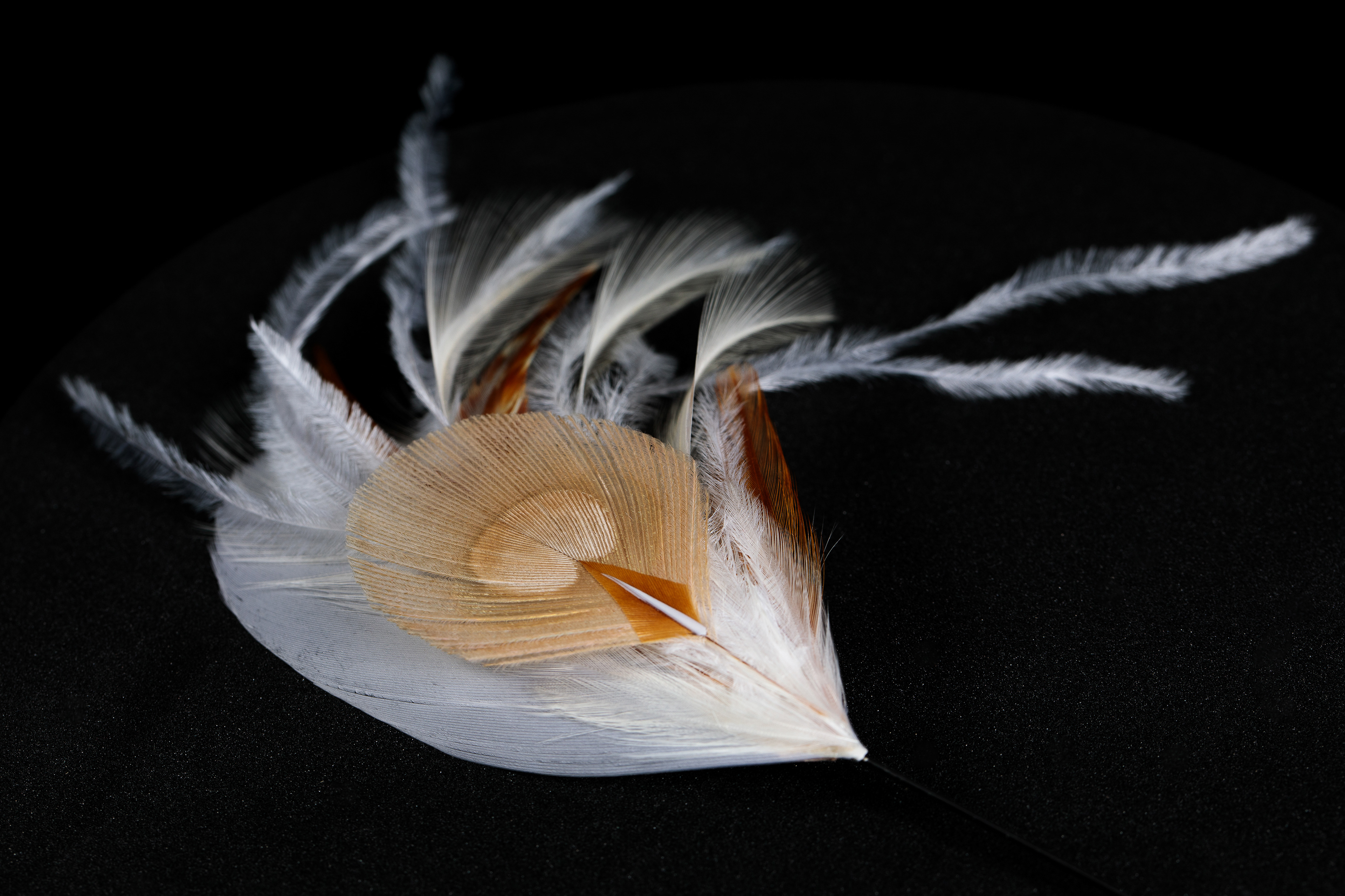 P.Plumes -Marie Piron