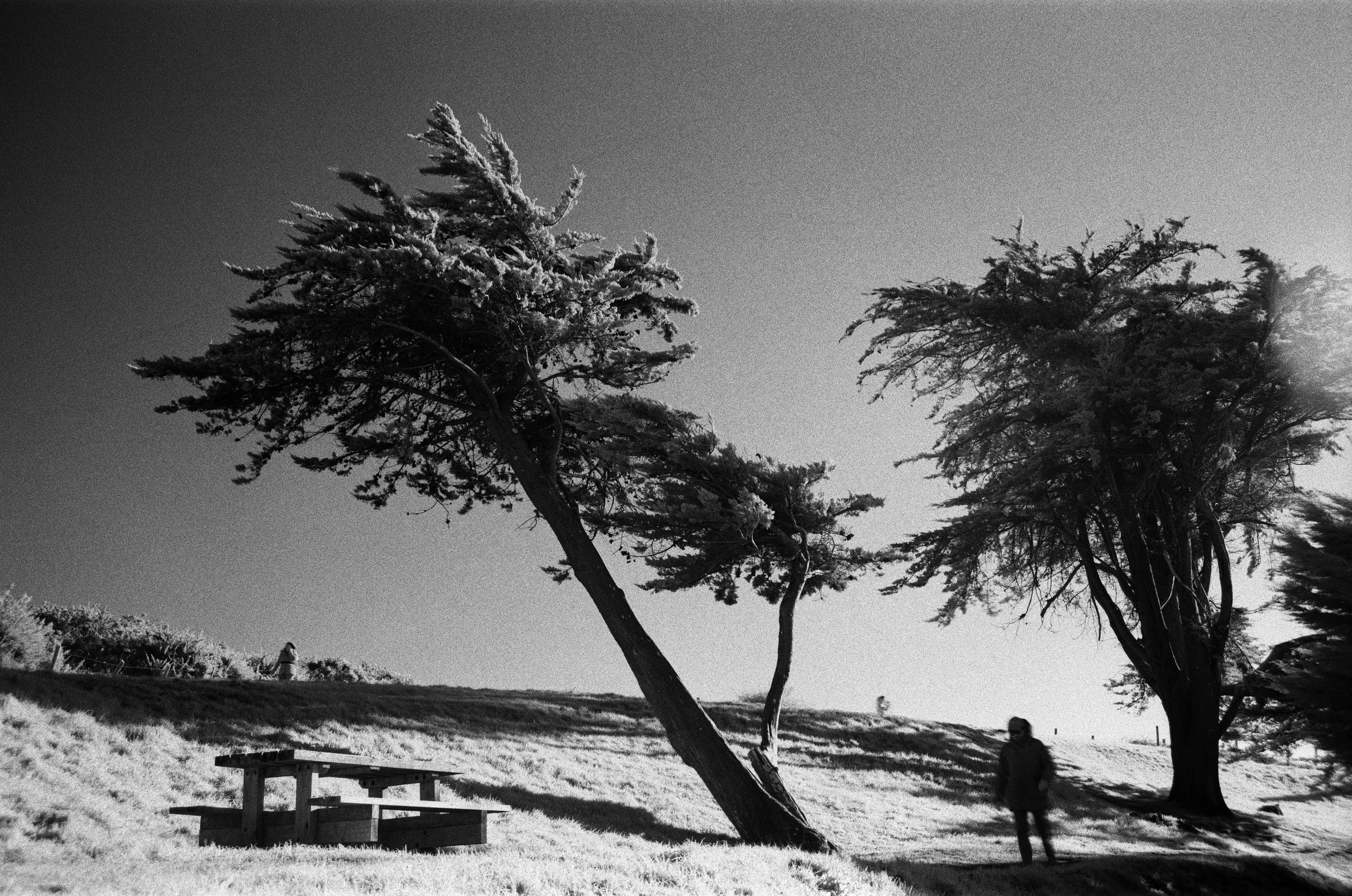 "LA COURSE AU DEUX ARBRES" // Rollei Infrared 400