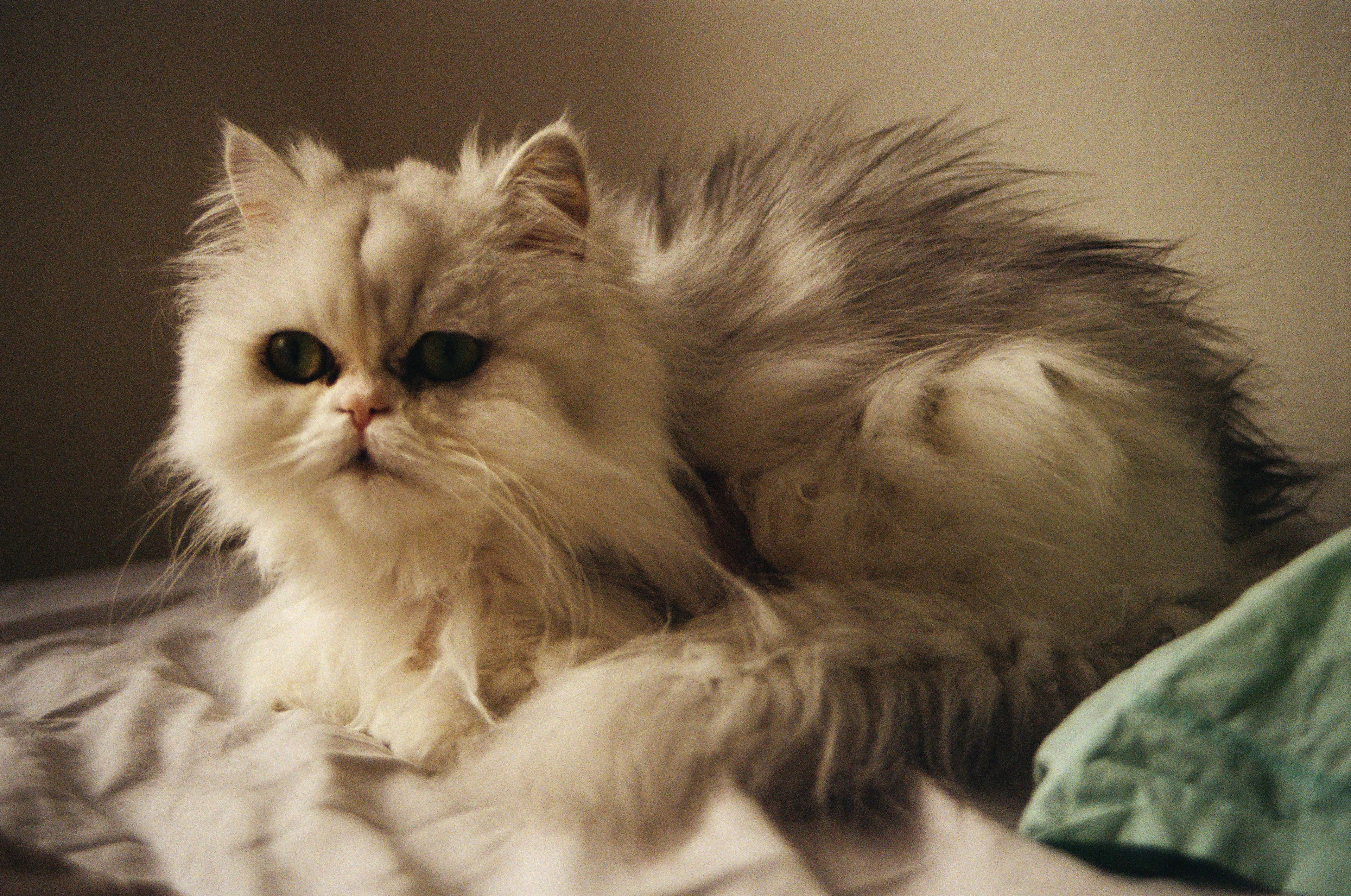 "MAKI" // Kodak Gold 200