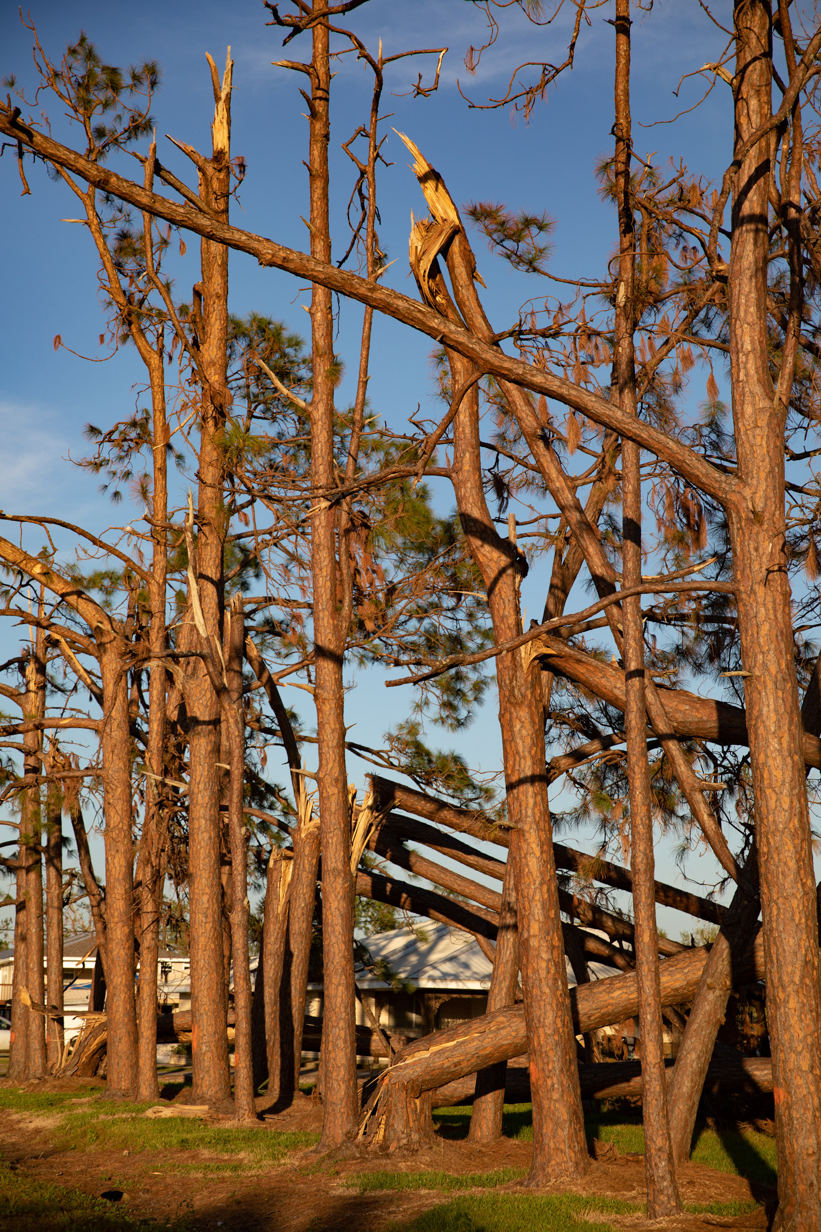 Snapped trees due to Hurricane Ida's Category 4 strength, in Grand Caillou.