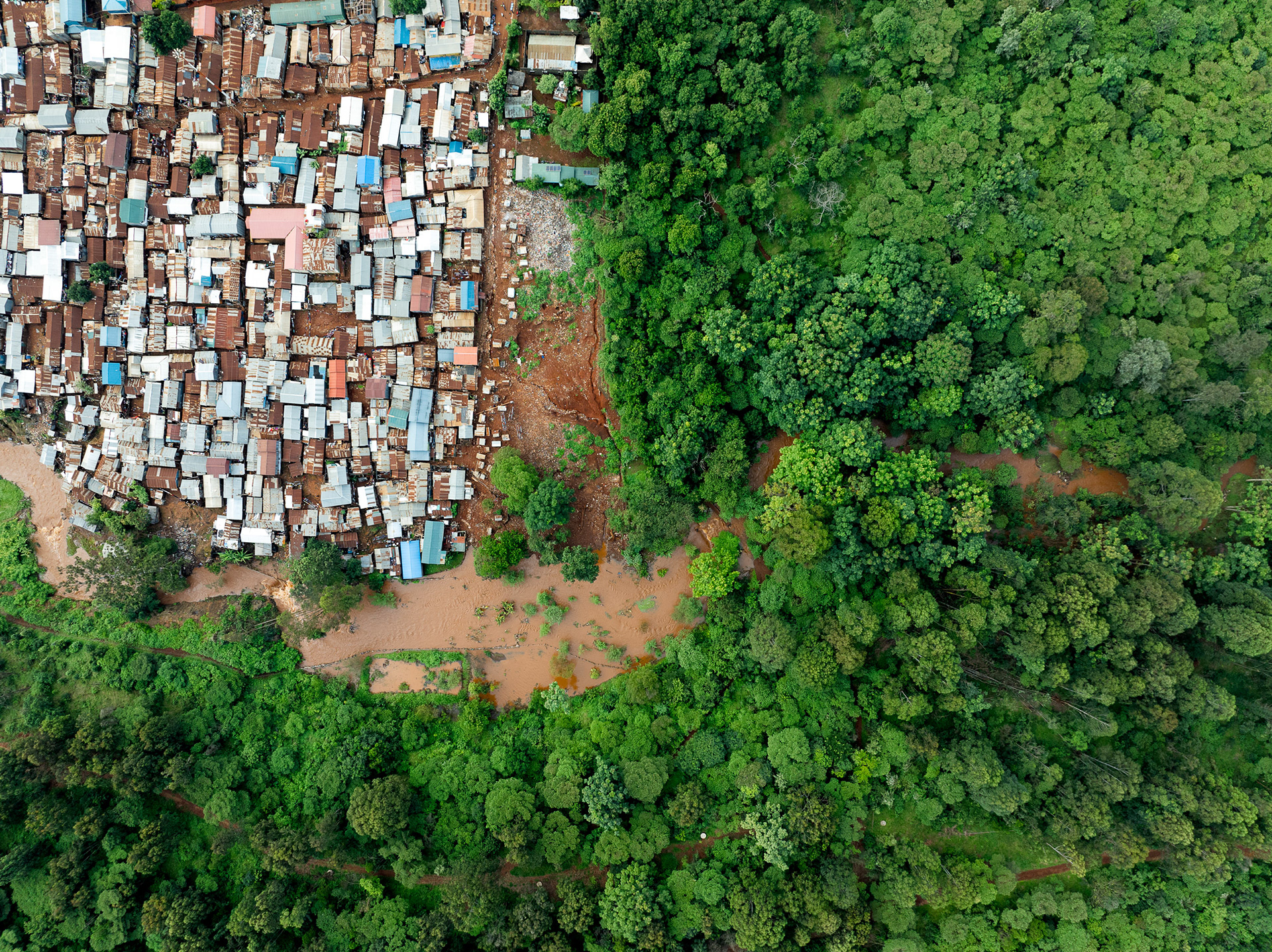 Informal shanty houses amongst the trees in the Karura forest.