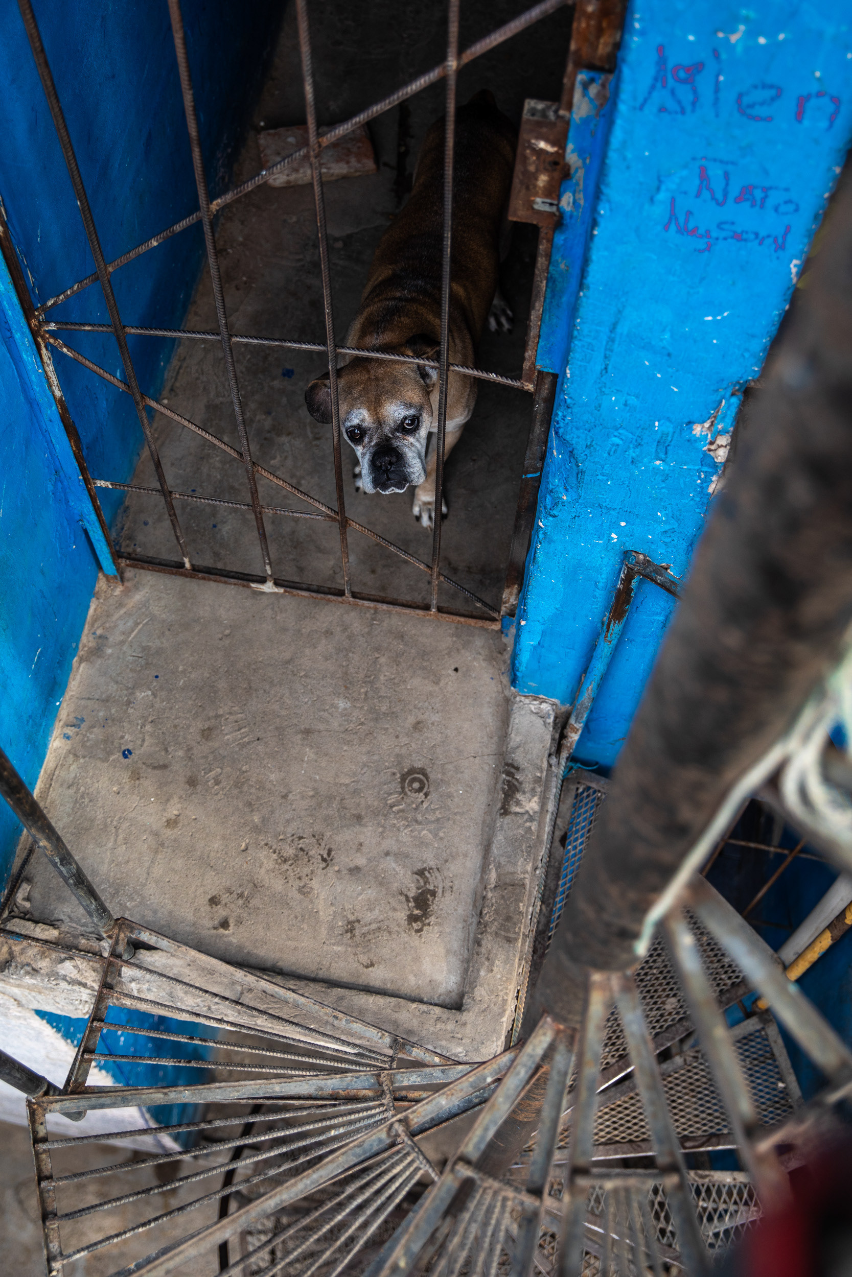 A dog looking out from behind bars in a house with blue paint.