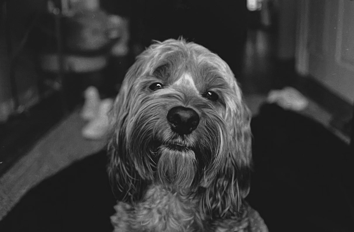 Beedee #2, 2022, 35mm Film Photography Prints, 7x5in.