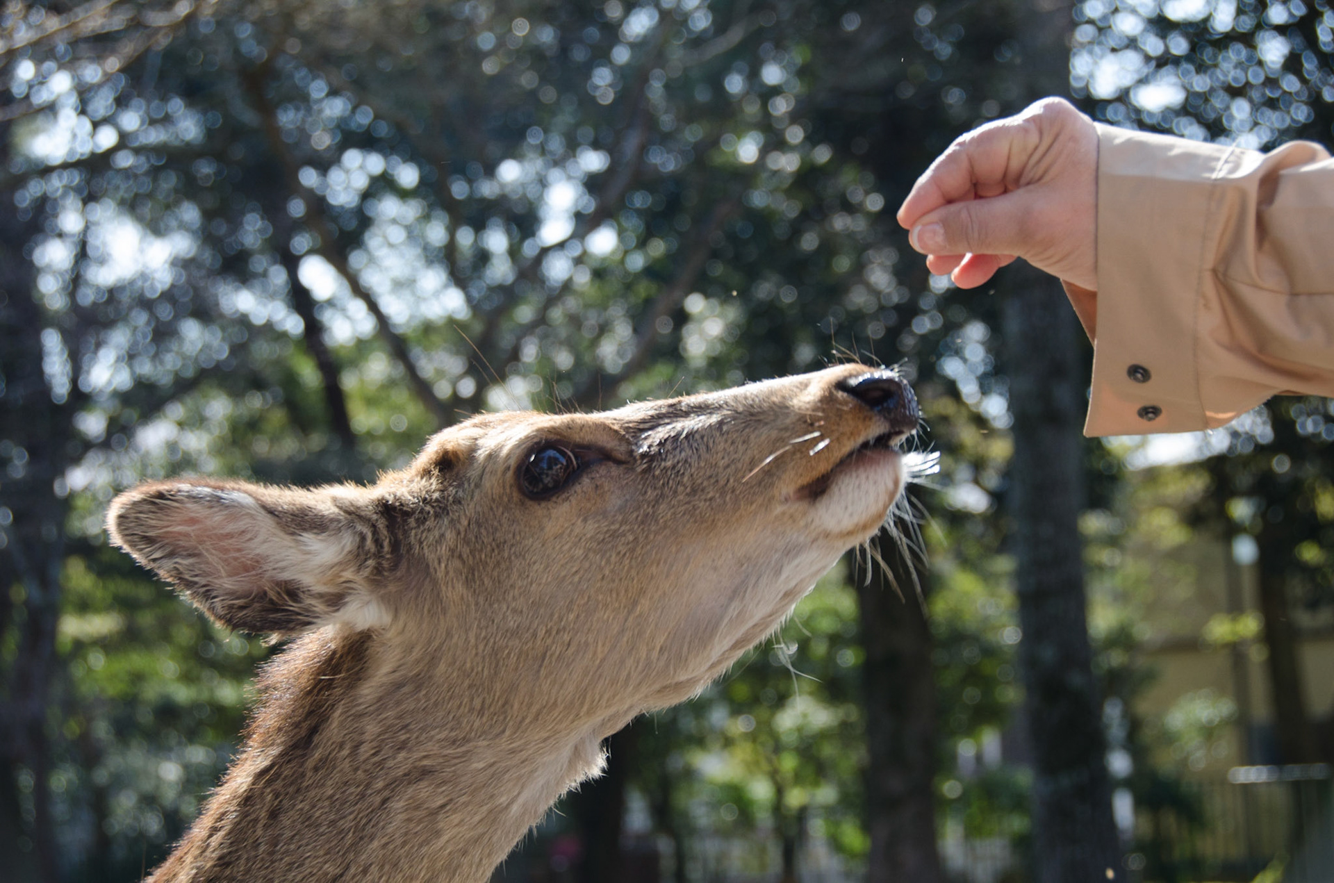 Nara Deer