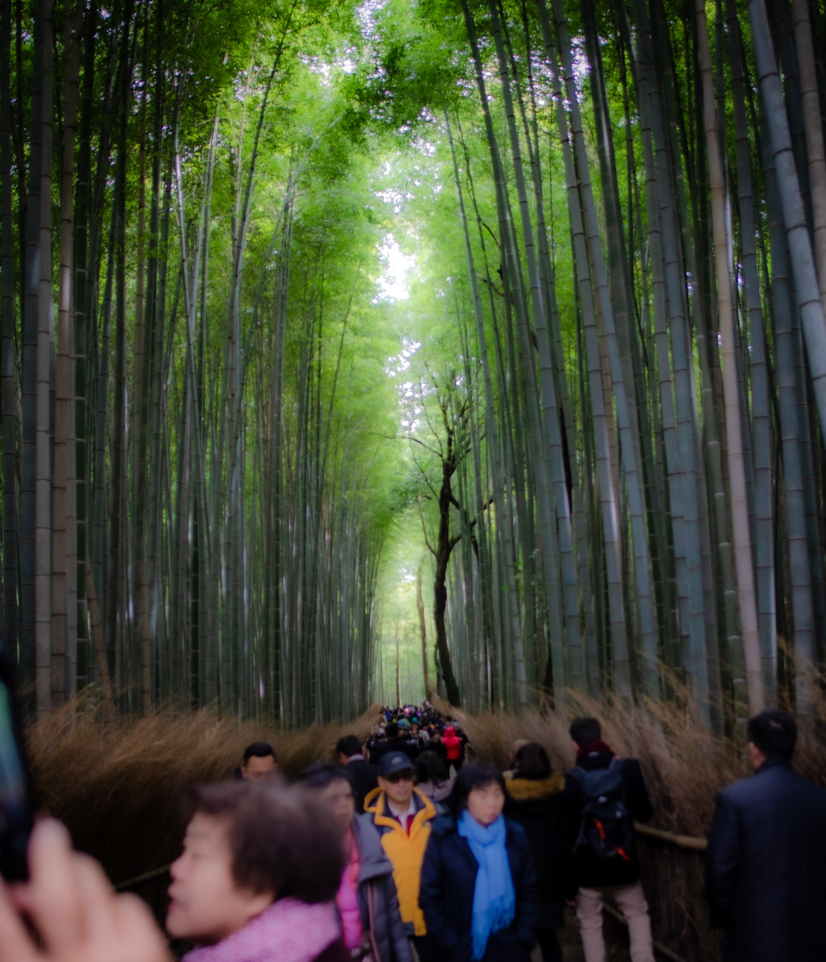 Arashiyama Bamboo Grove