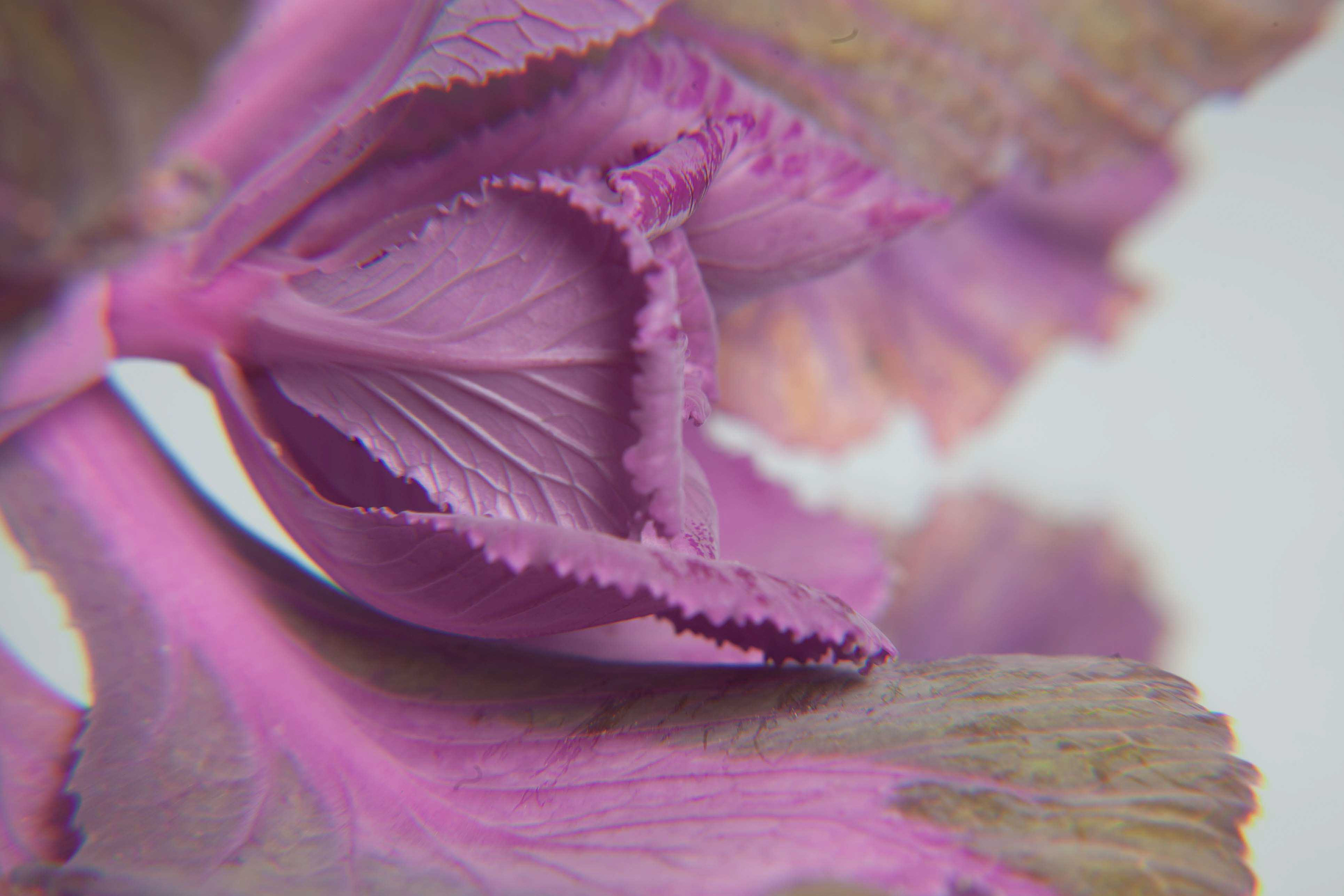 Macro Photography 12-21-2024 Canon