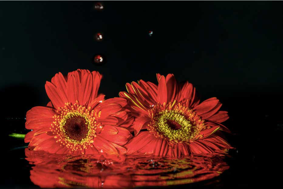 Creative Still Life Canon