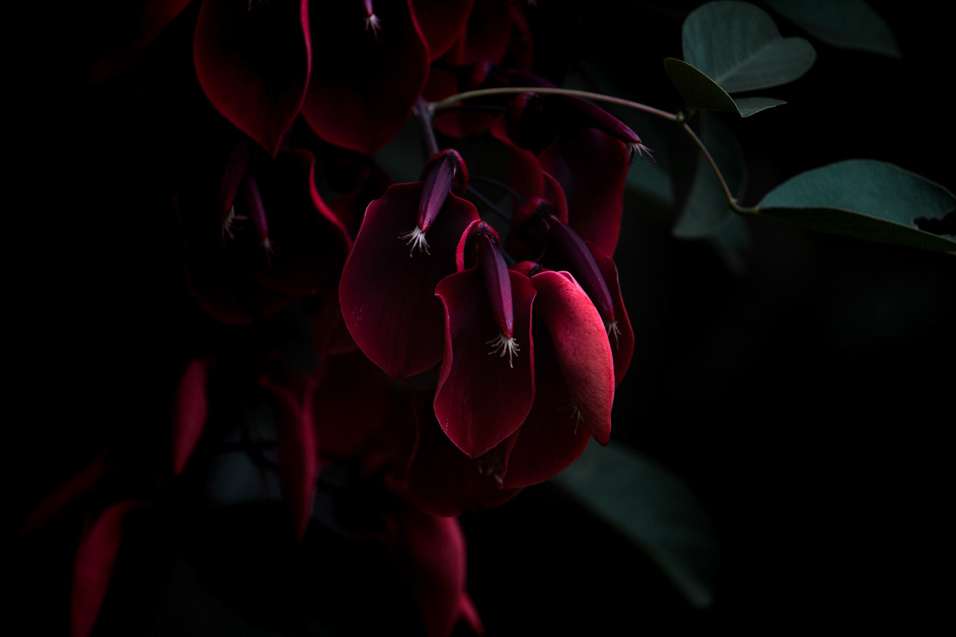 Flor Nacional, Mi Jardín, 2020
