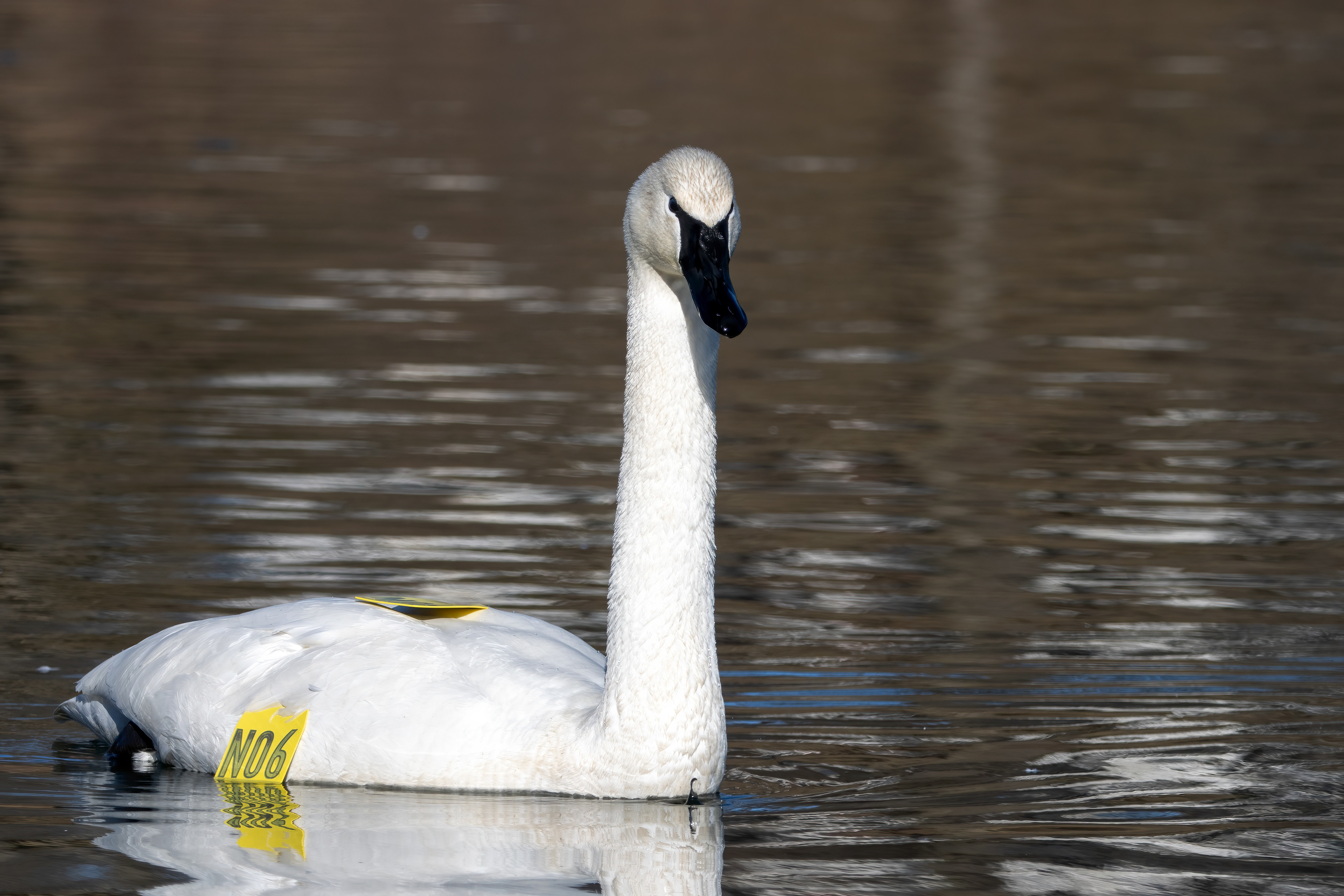 Adult - Port Dover, ON