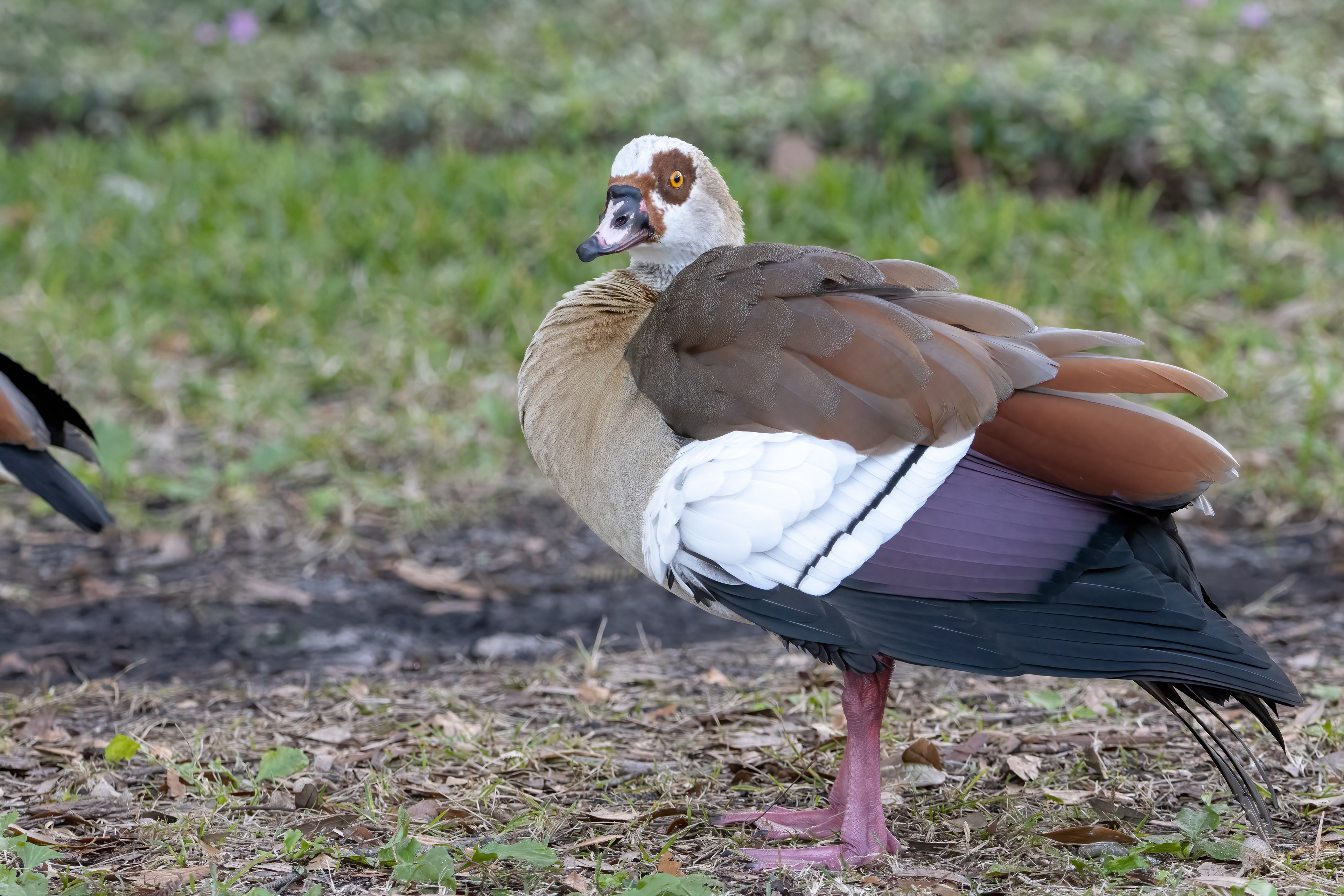 Adult - Orlando FL