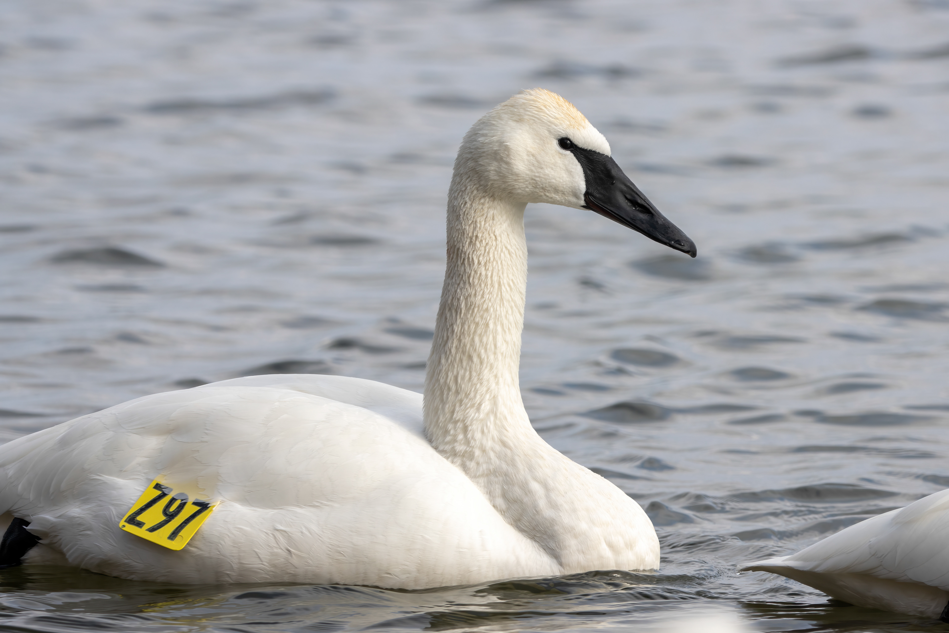 Adult - Burlington ON