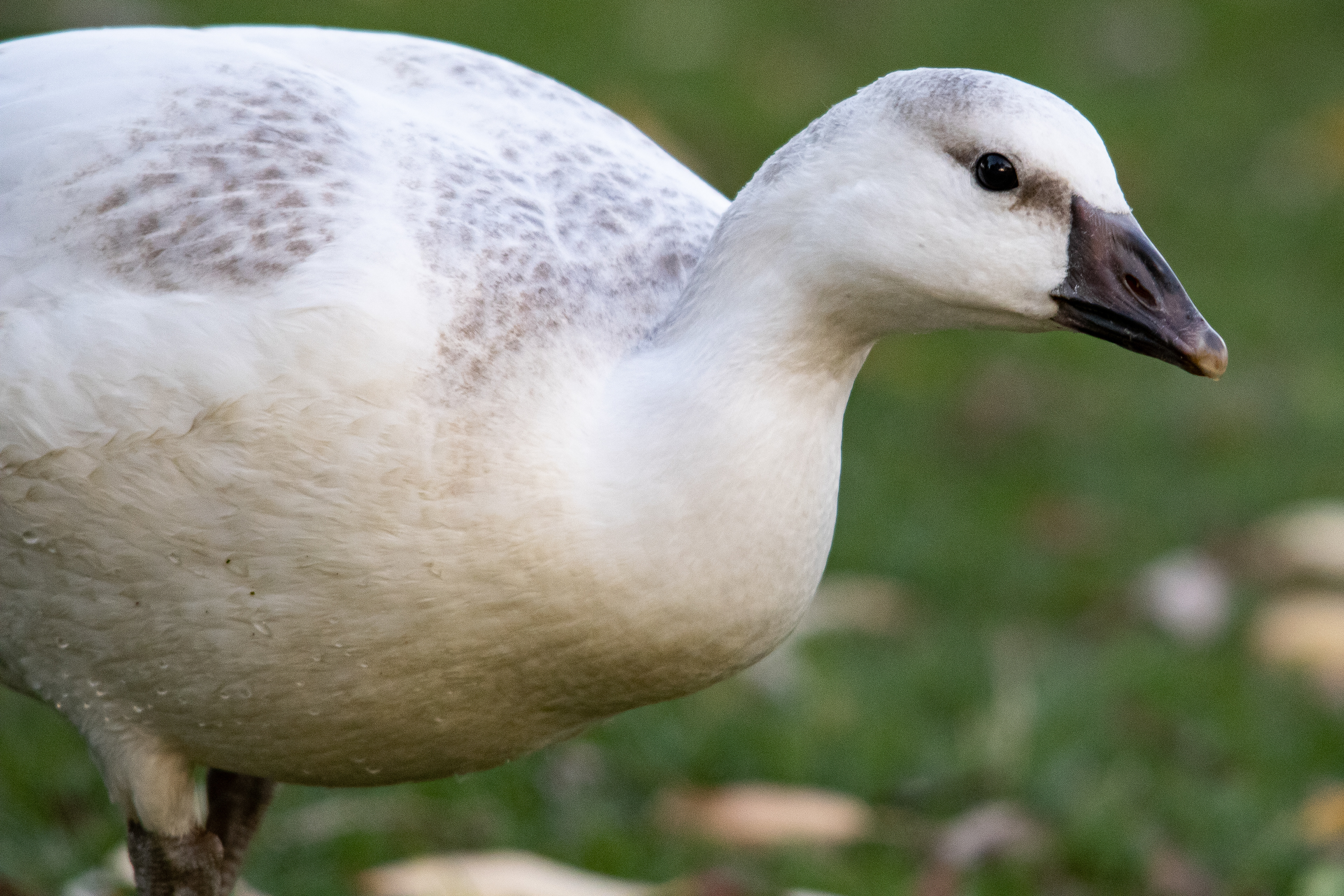 Juv. White Morph - Hamilton Ontario