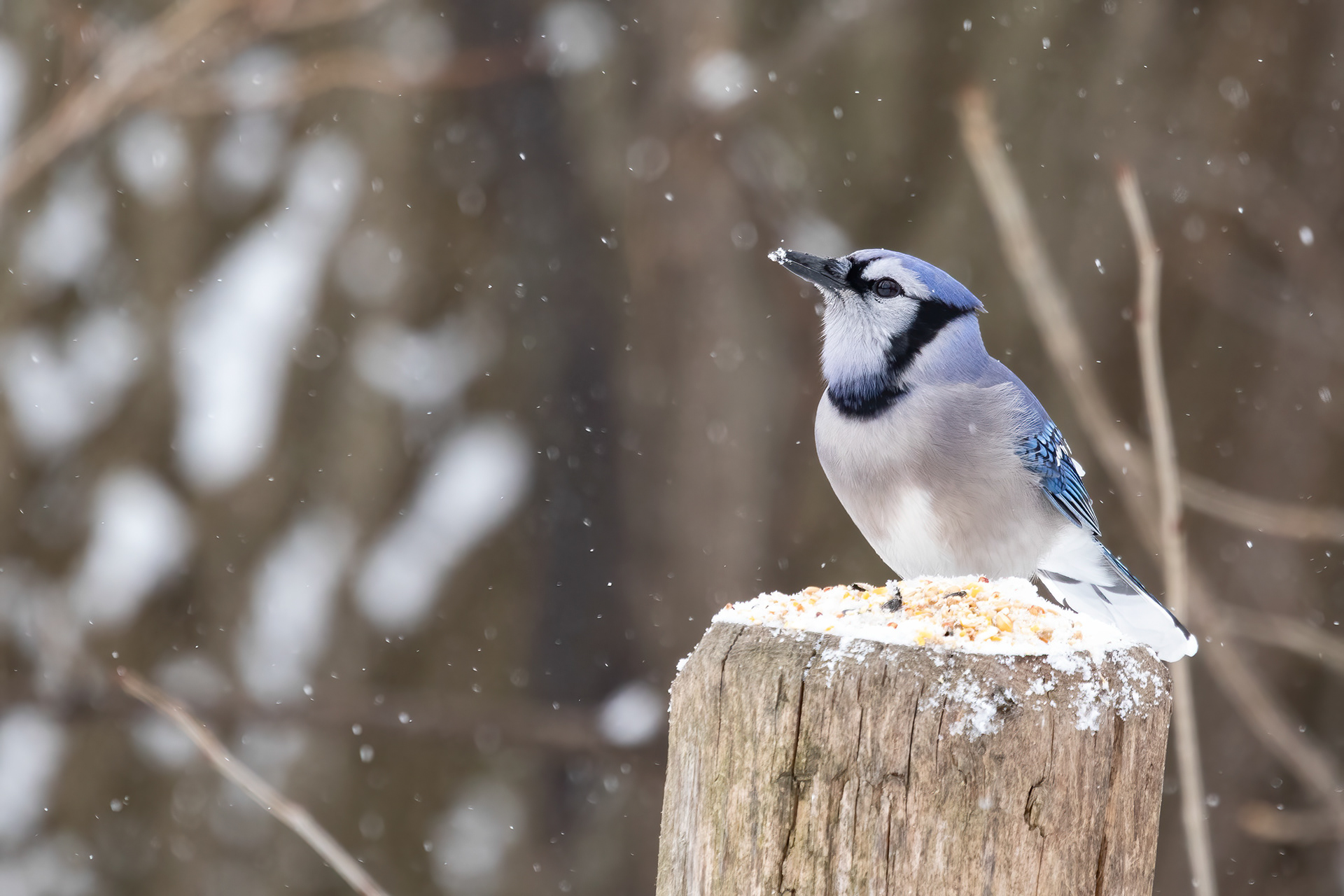 Adult feeding on a fence post in the snow @ Locust Grove Picnic Area 2019