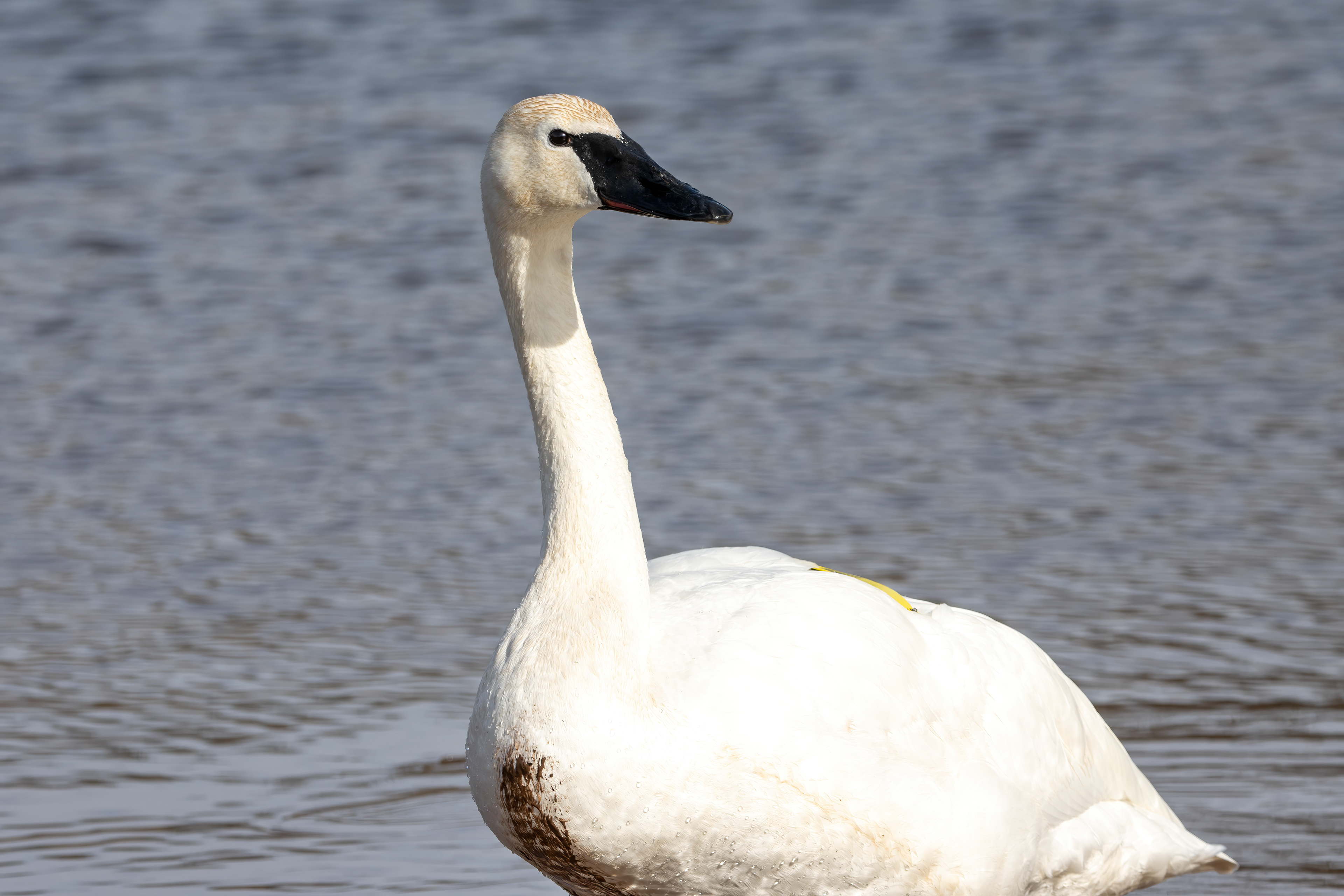 Adult - Burlington ON