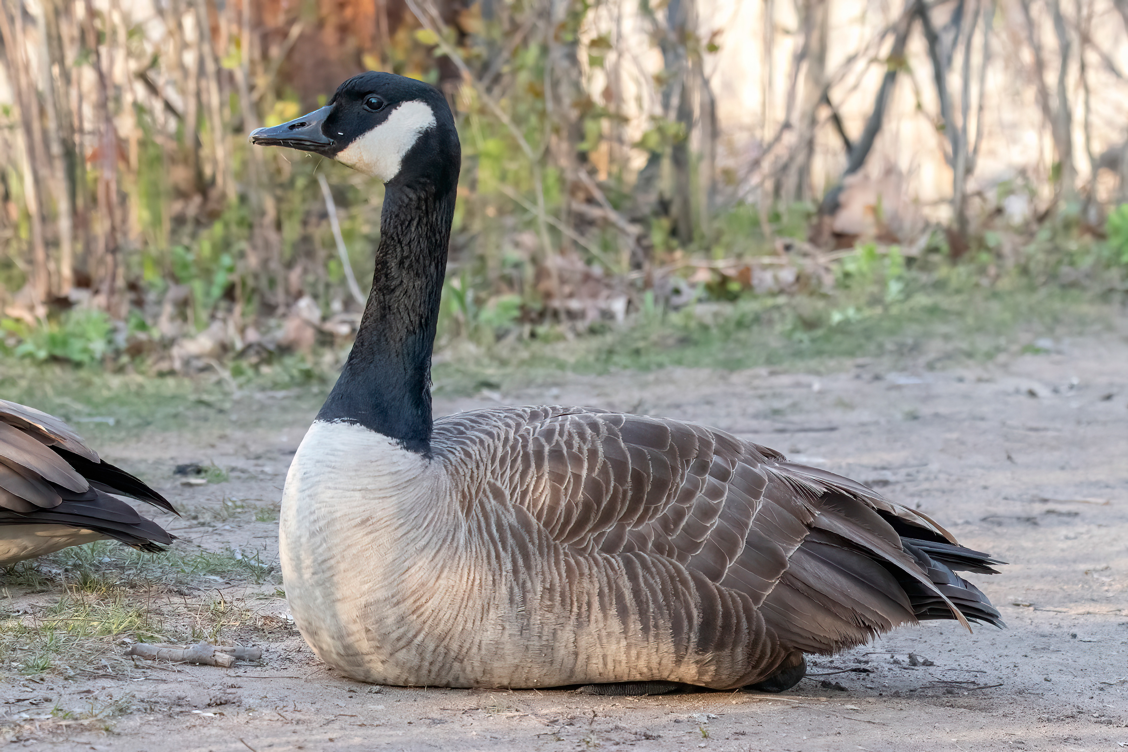 Adult - Burlington ON