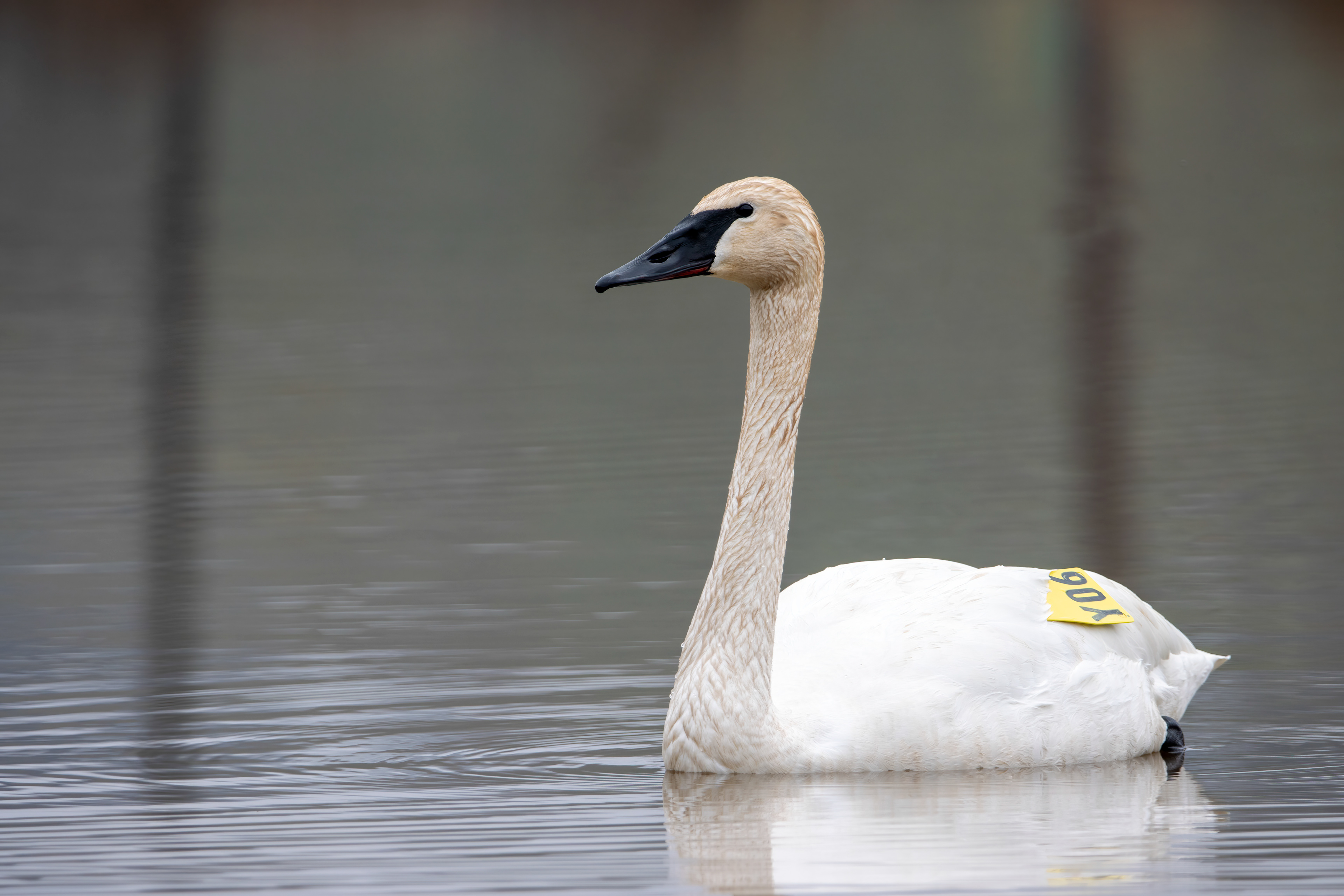 Adult Transition Plumage - Burlington ON