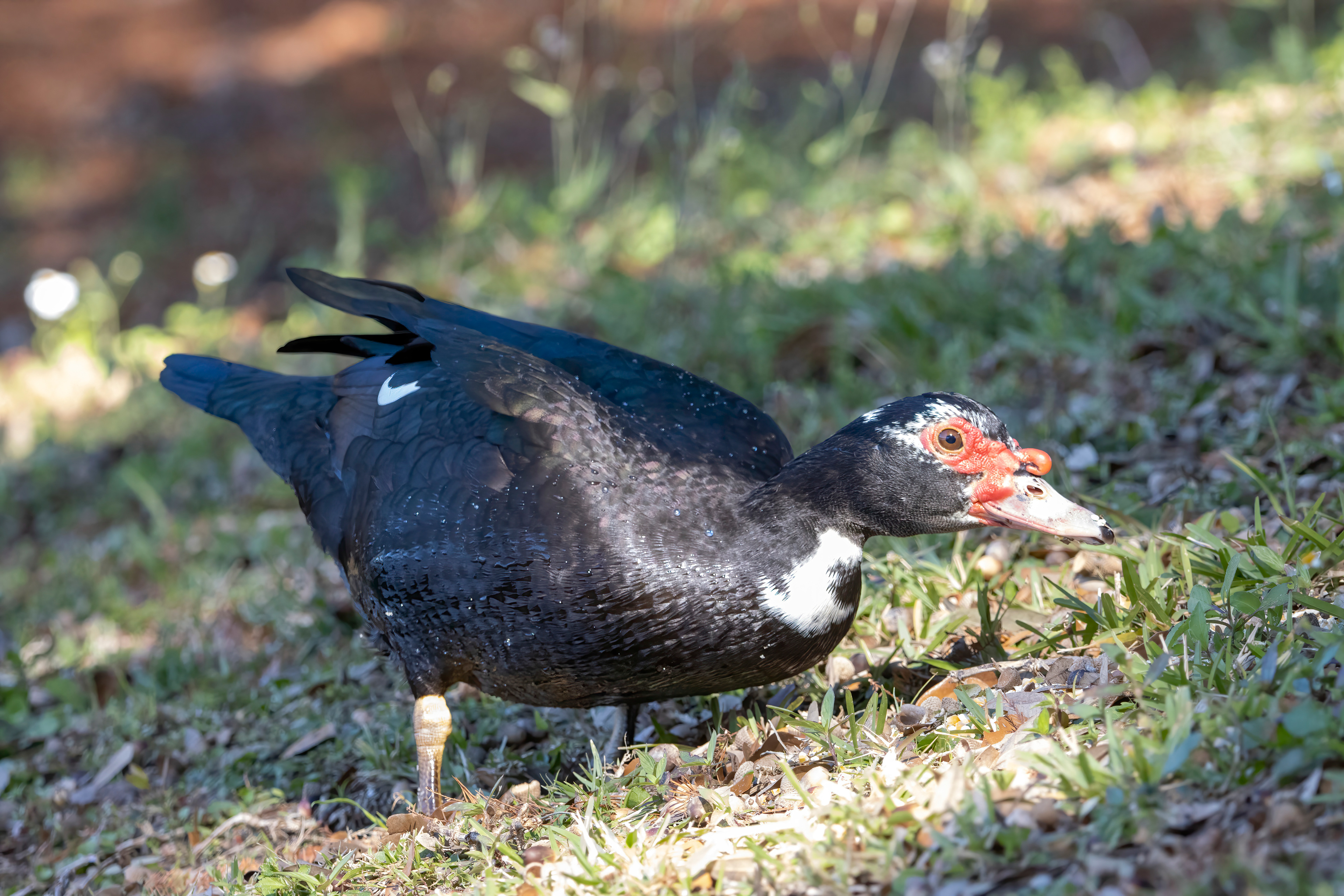 Adult - Orlando FL