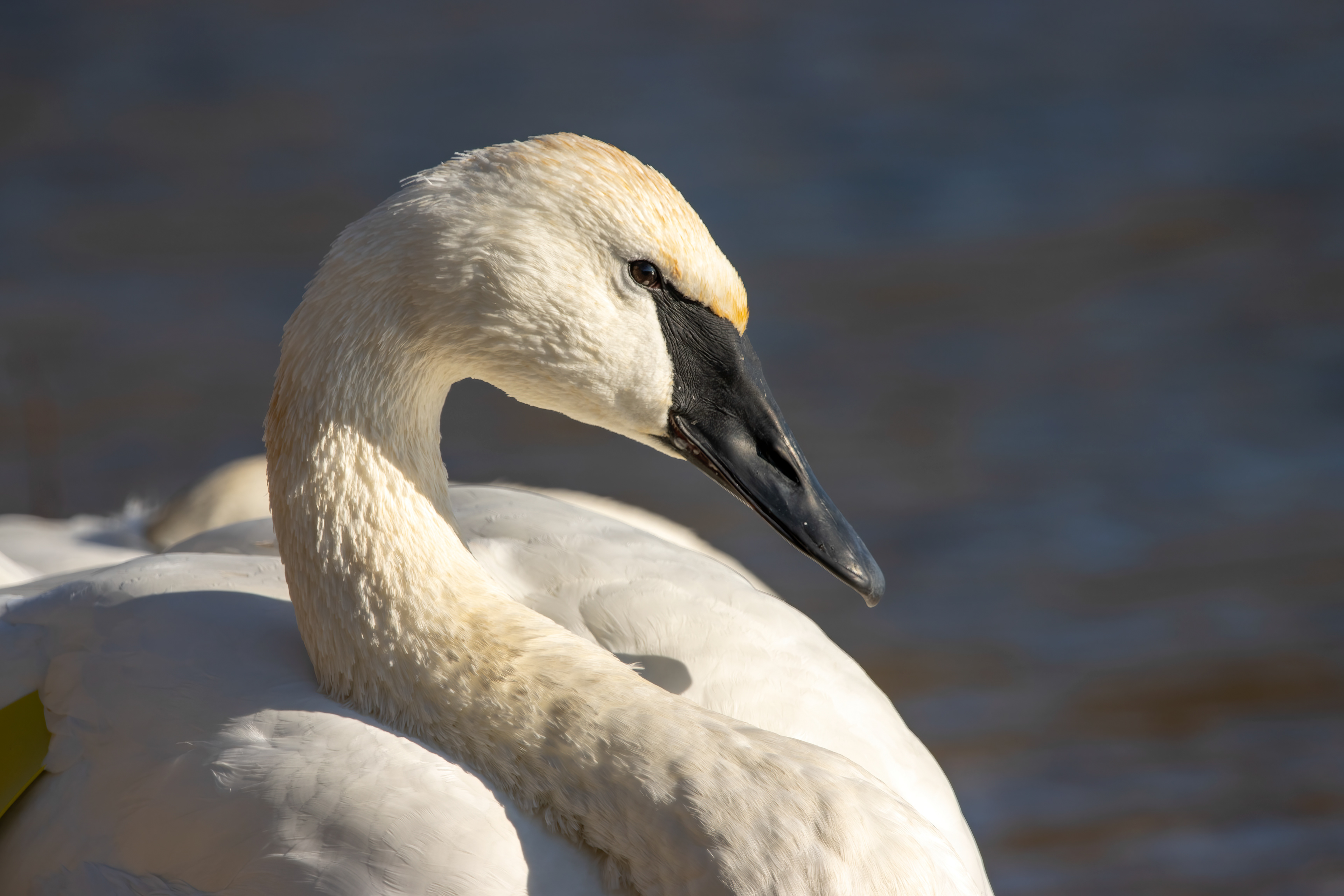 Adult - Burlington ON