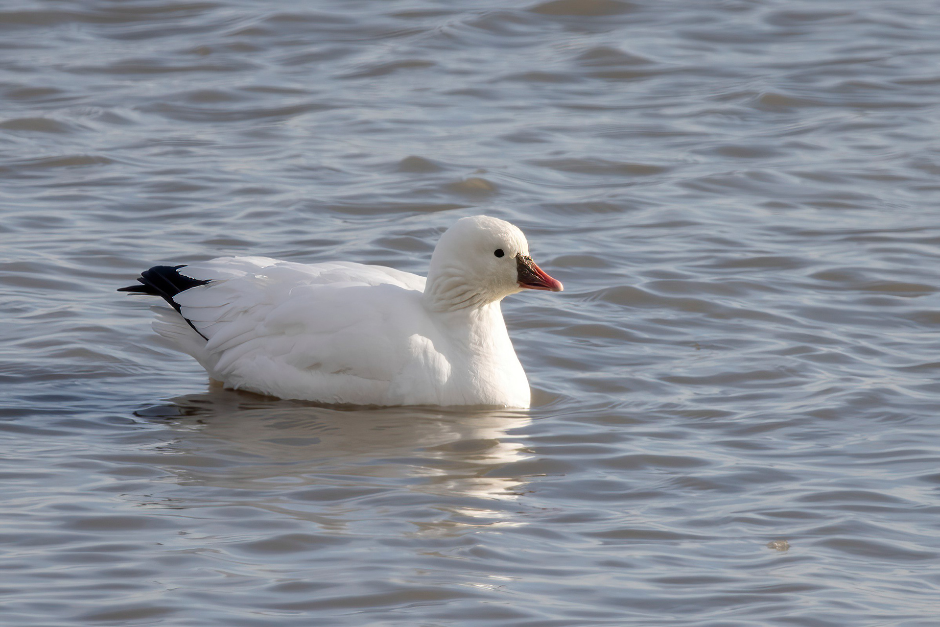 Adult White Morph Haldimand County ON