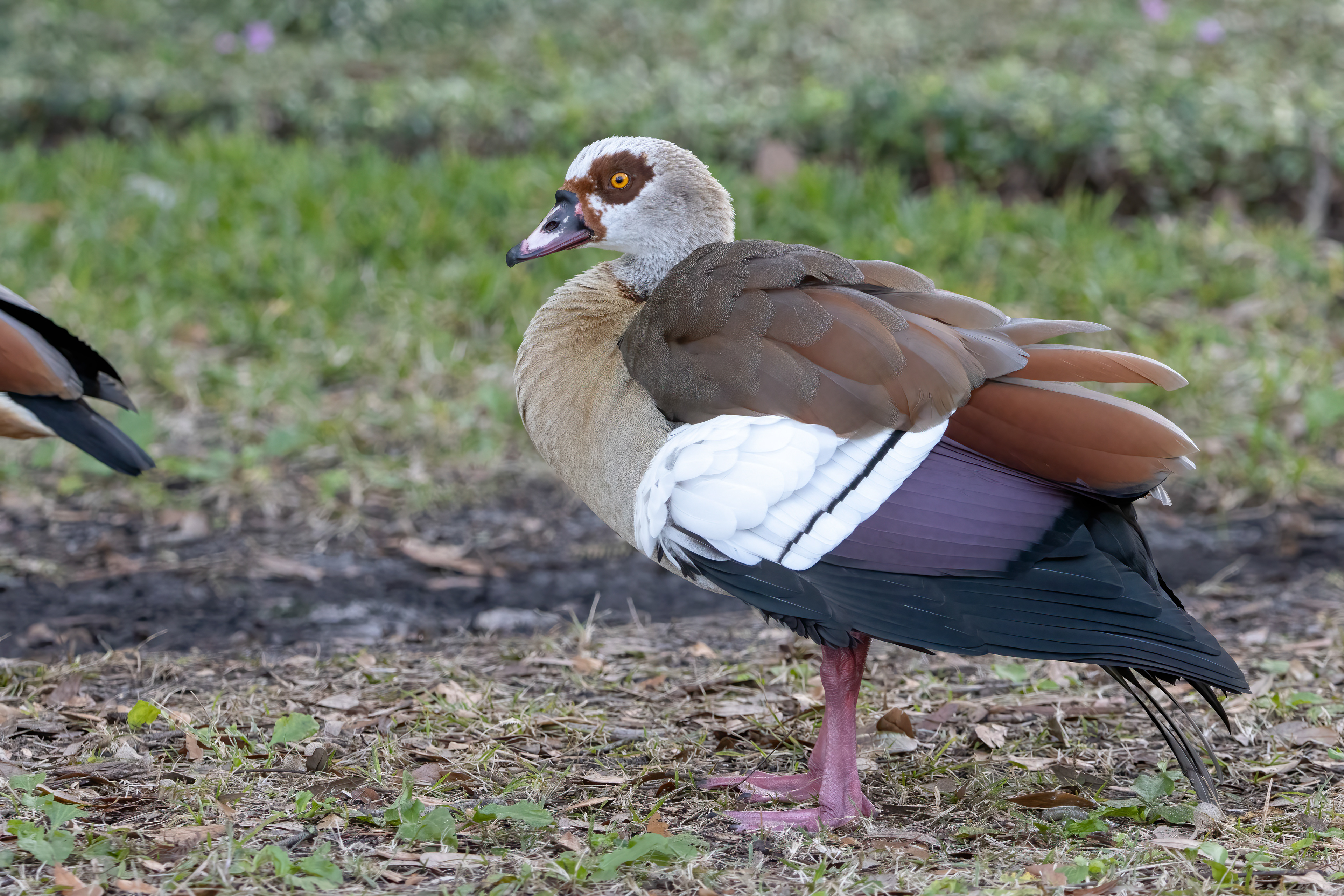 Adult - Orlando FL