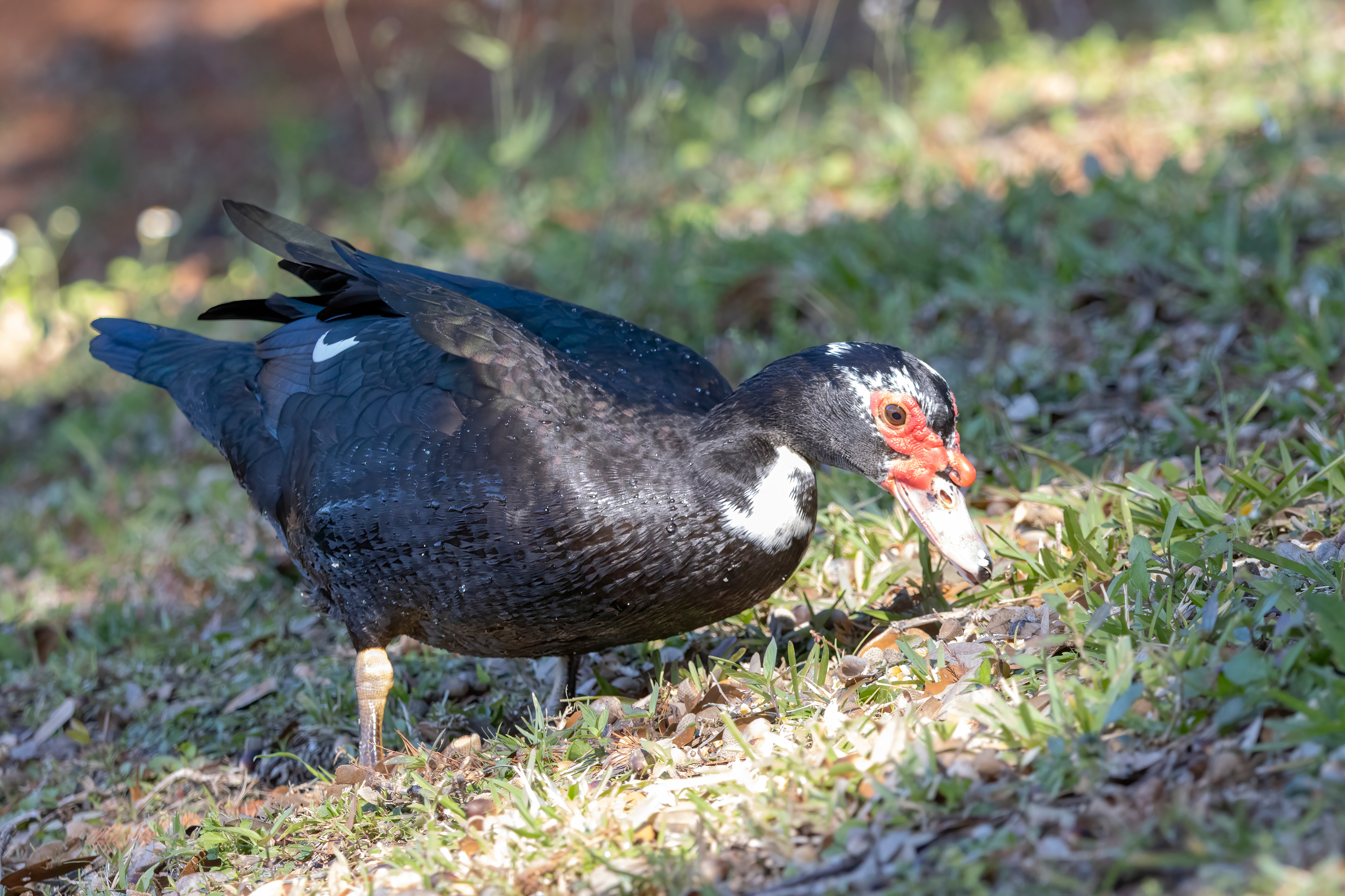Adult - Orlando FL