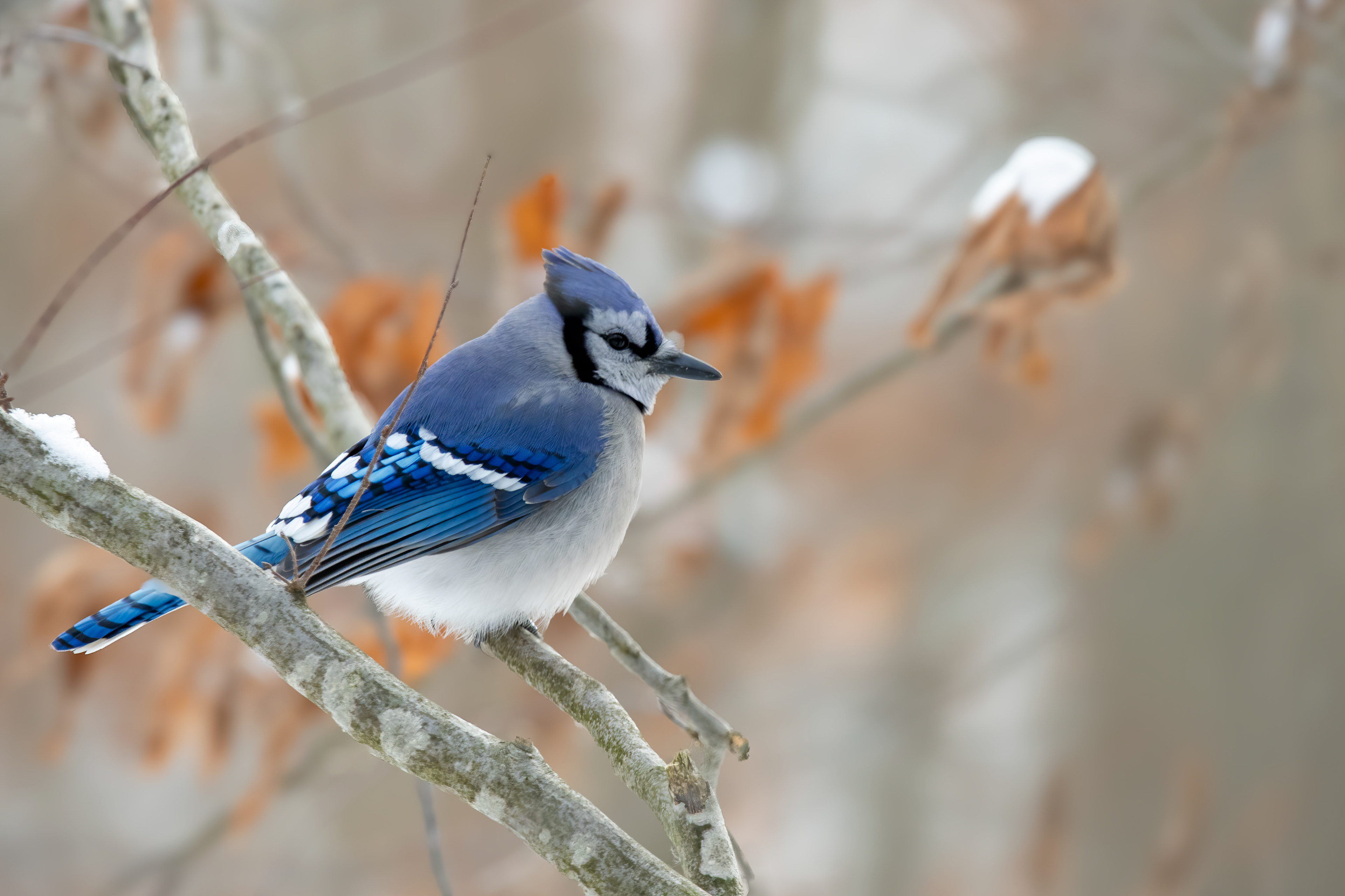 Adult @ Selkirk Provincial Park 2024