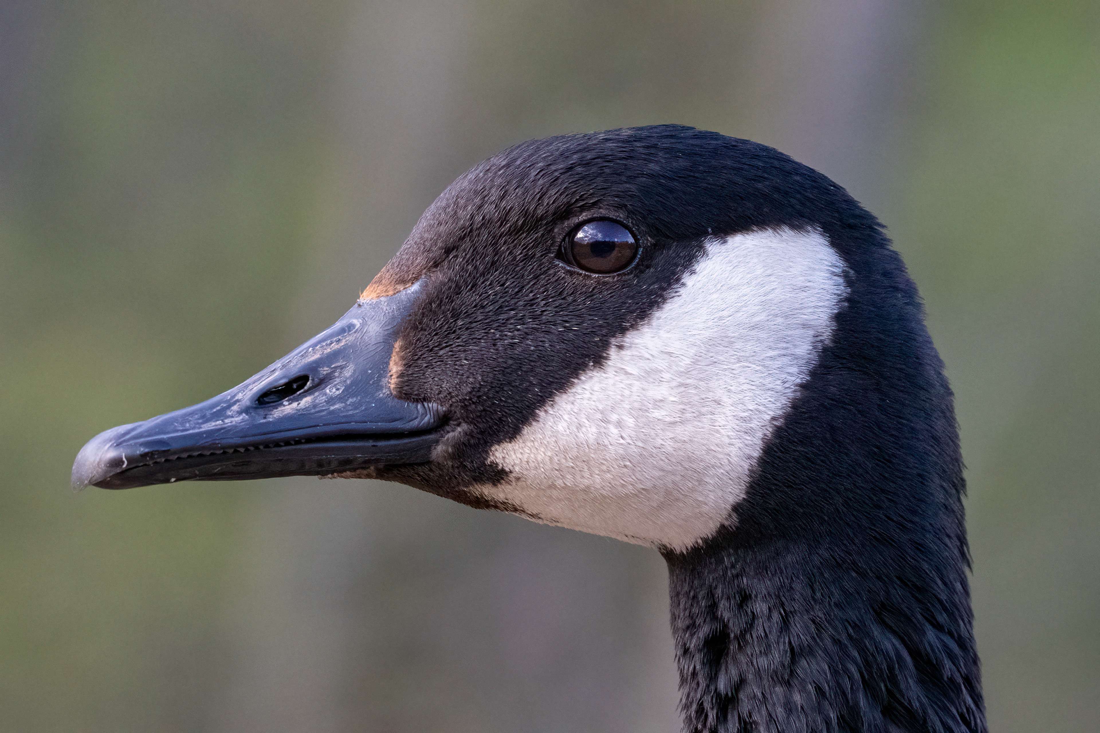 Adult - Burlington ON