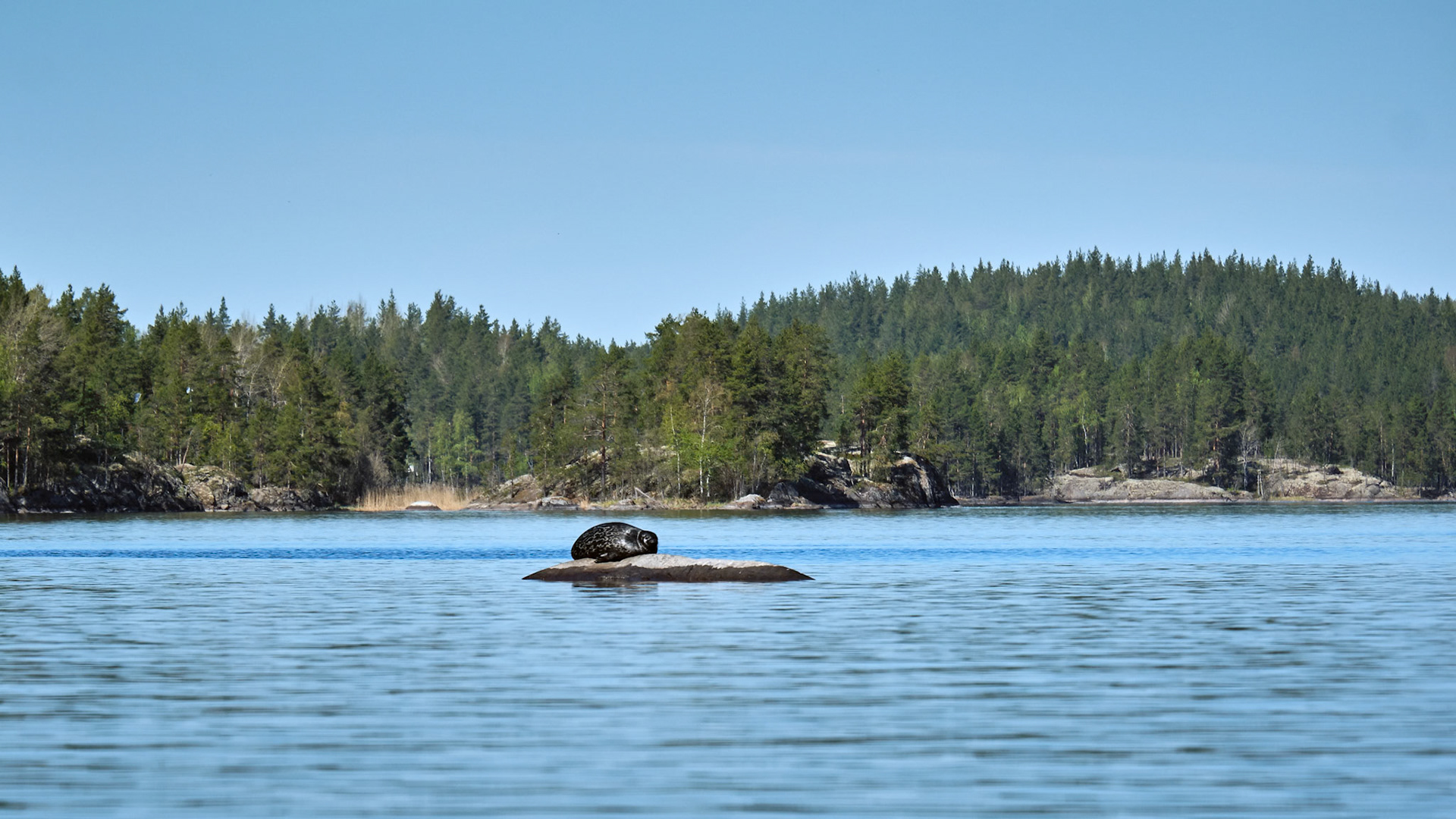 Saimaa Ringed Seal