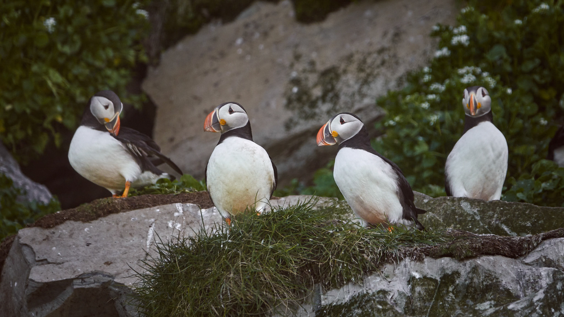 Puffin Gang
