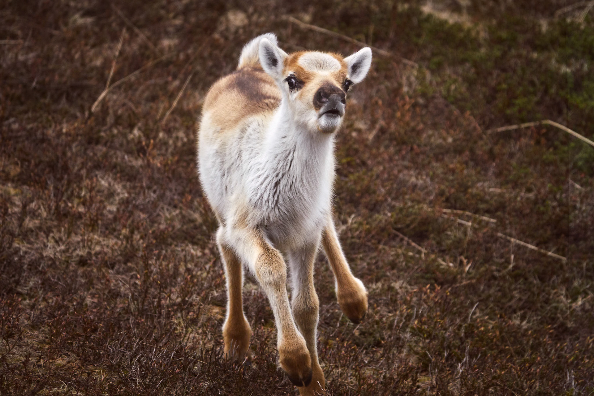 Reindeer Calf