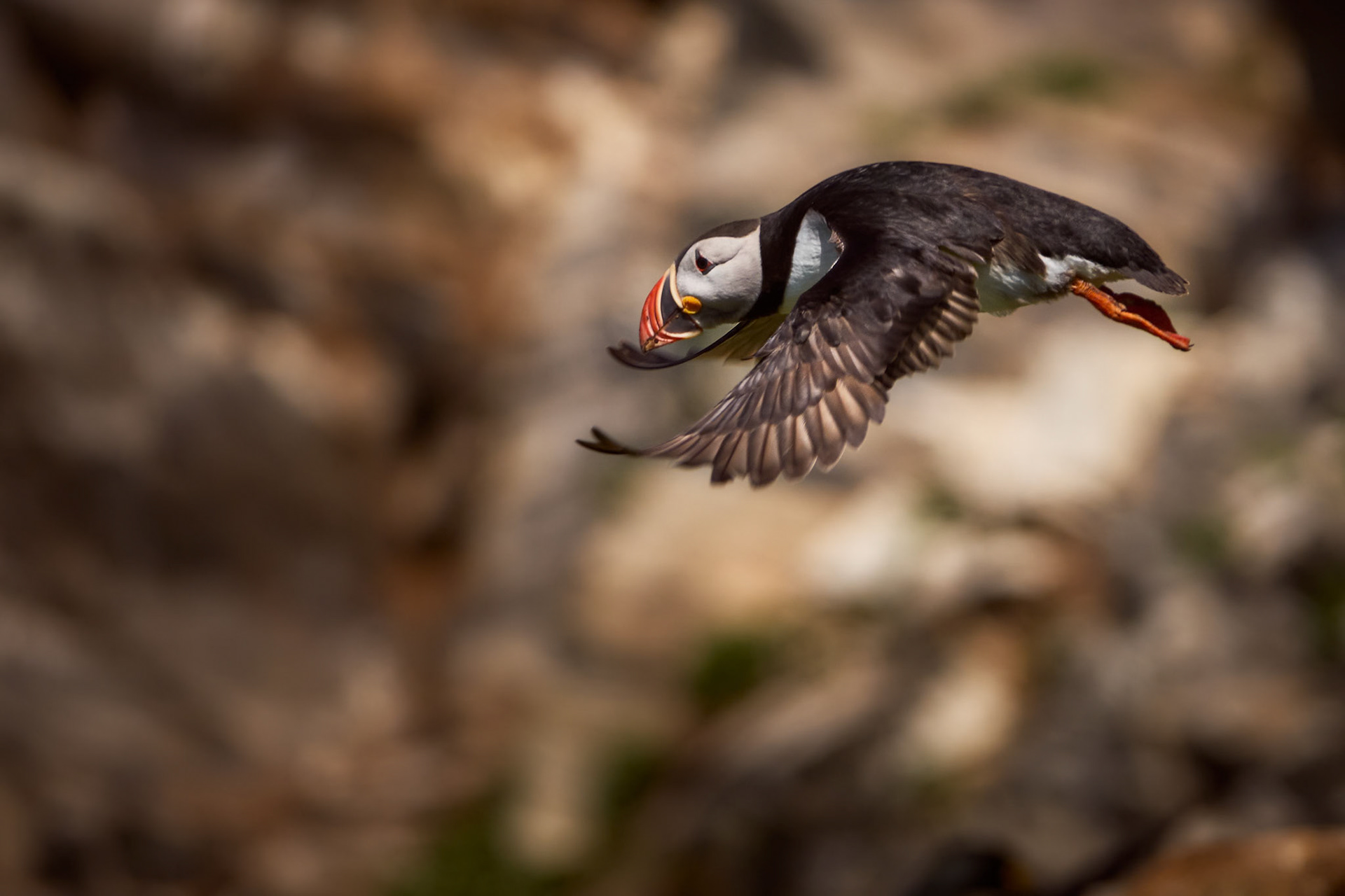 PIF (Puffin In Flight)