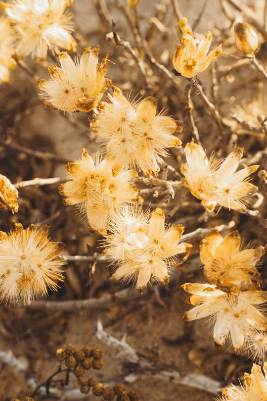 Flora in Hondeklipbaai
