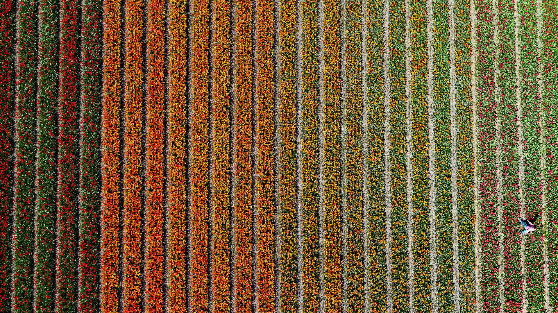 Blockchain Tulips on Exchange.Art