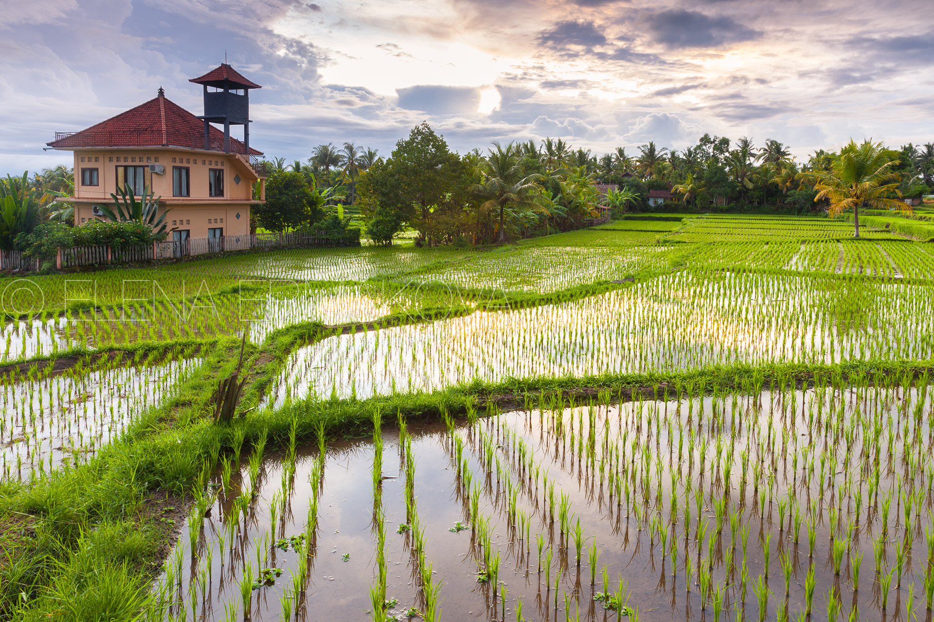 Beautiful sunset over the rice field, Ubud, Bali, Indonesia. Travel photography by Elena Ermakova.