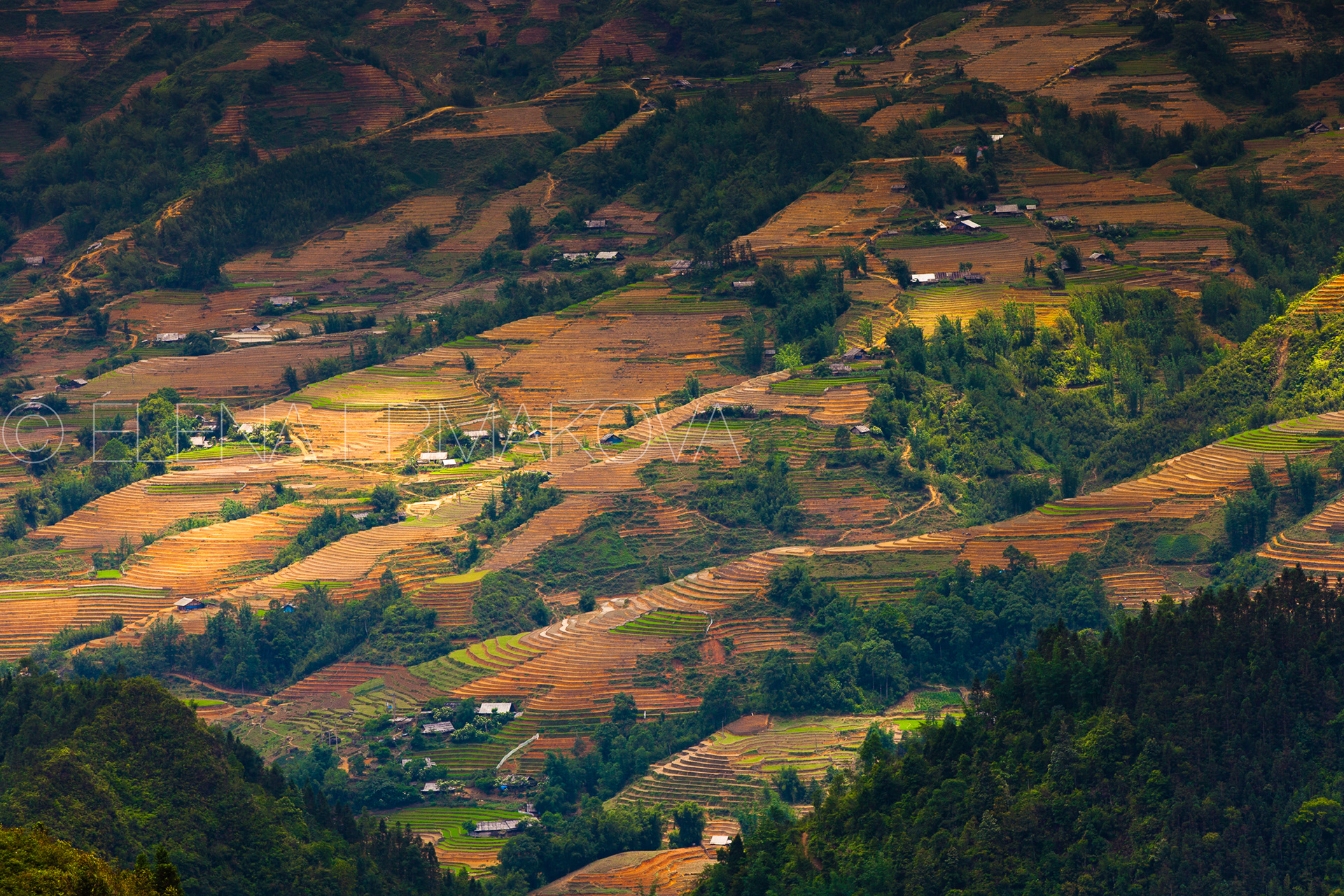 Cascades of rice terraces near Sapa, Lao Cai, Vietnam