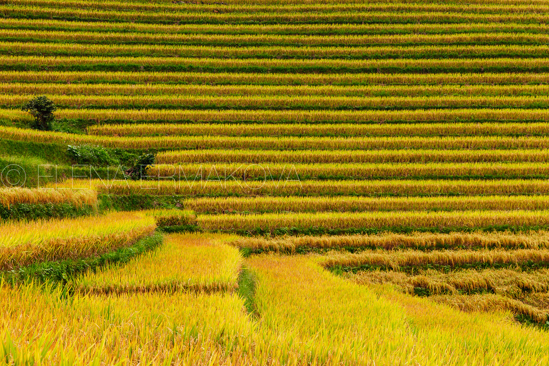 Golden ripe rice paddies, Sapa, Vietnam