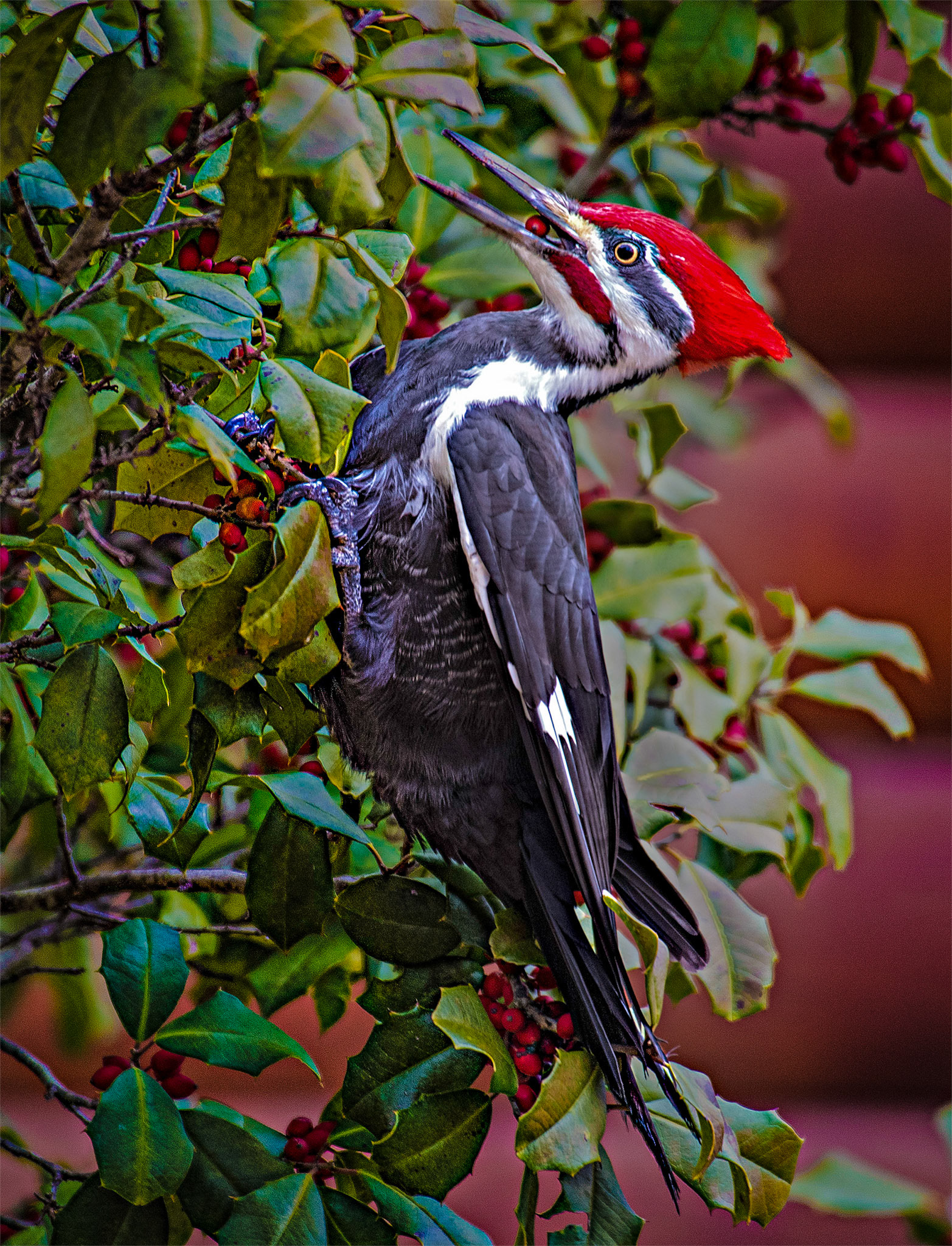 Pileated Woodpecker