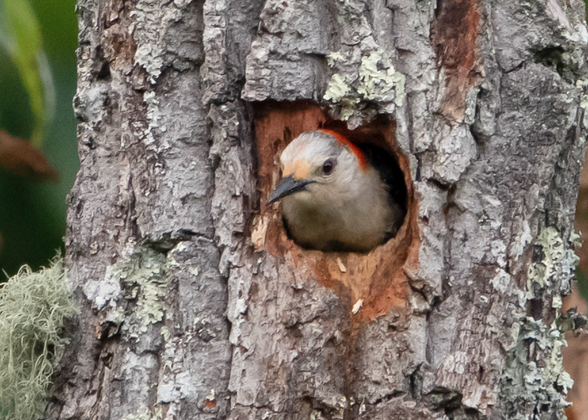 Female Pileated Woodpecker