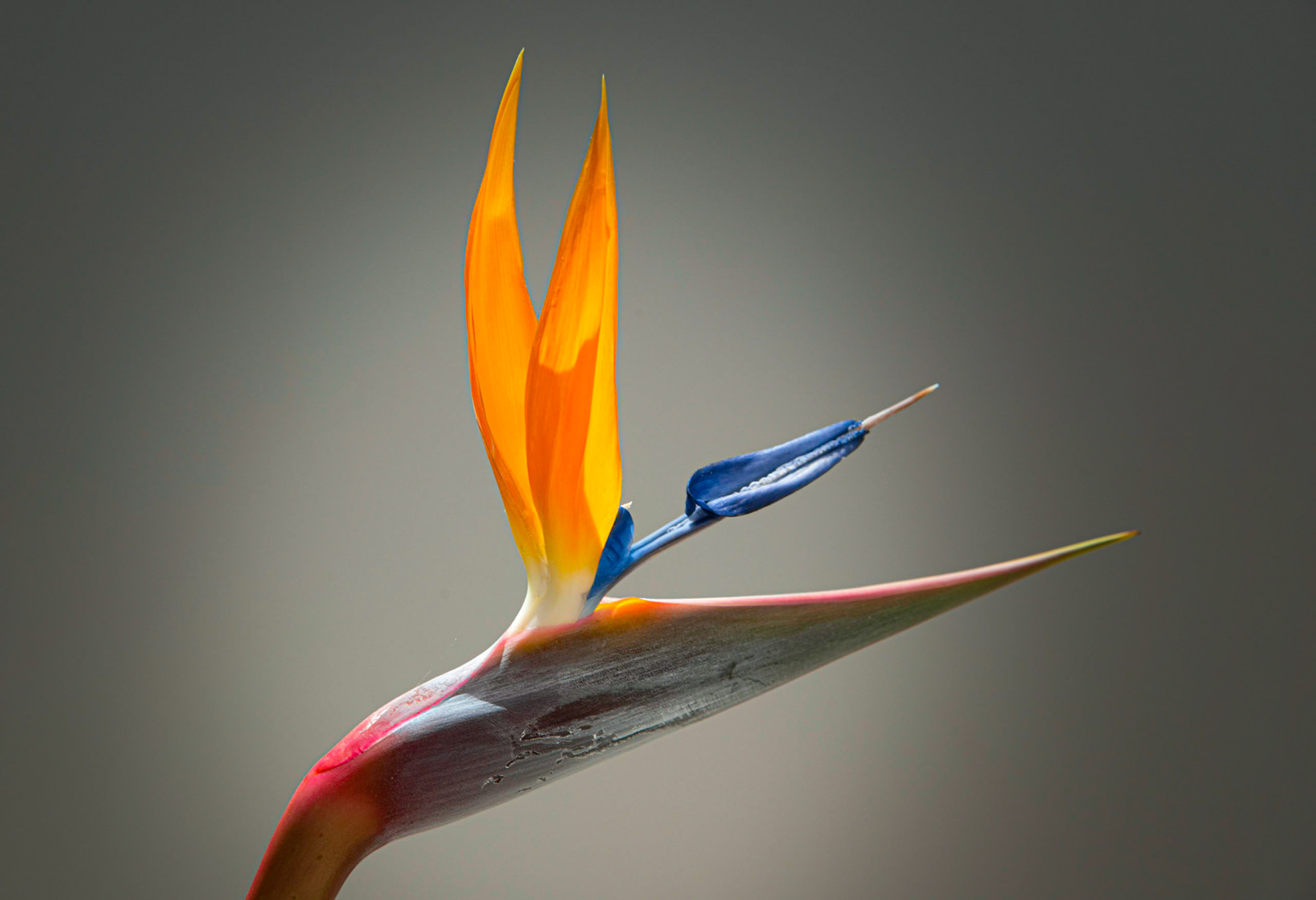 Bird of Paradise