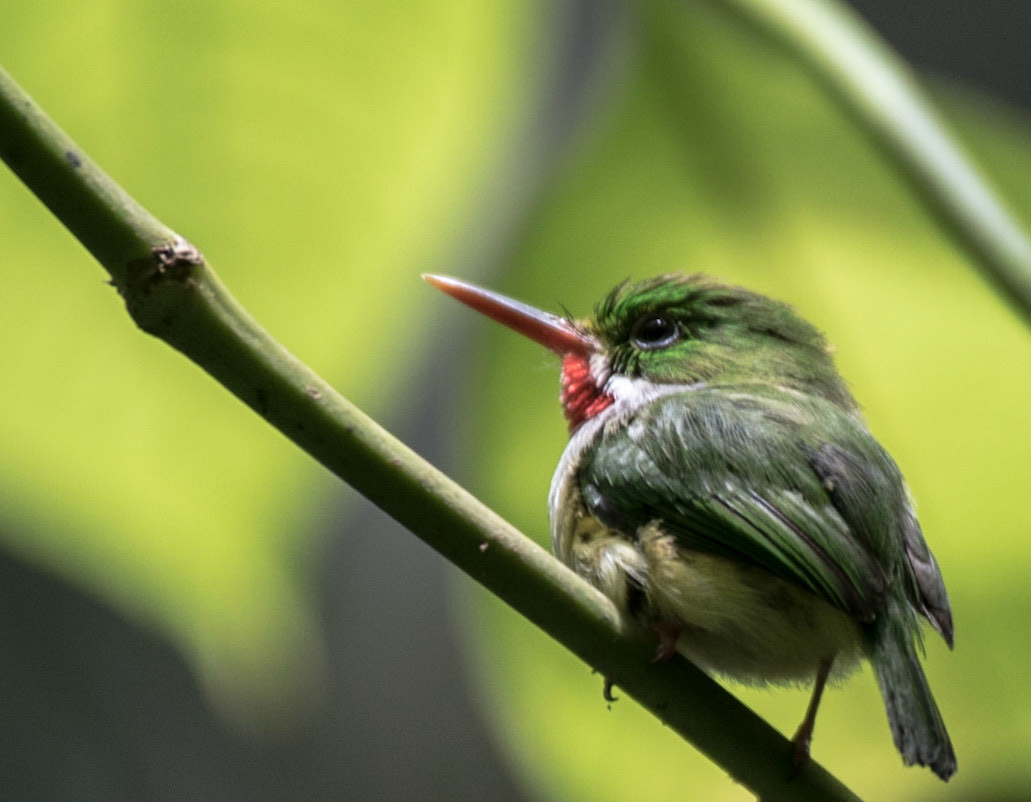 Puerto Rican Tody