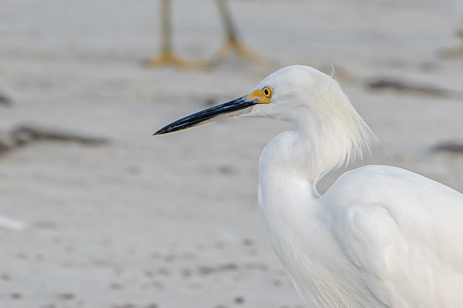 Common Florida Coast Egret