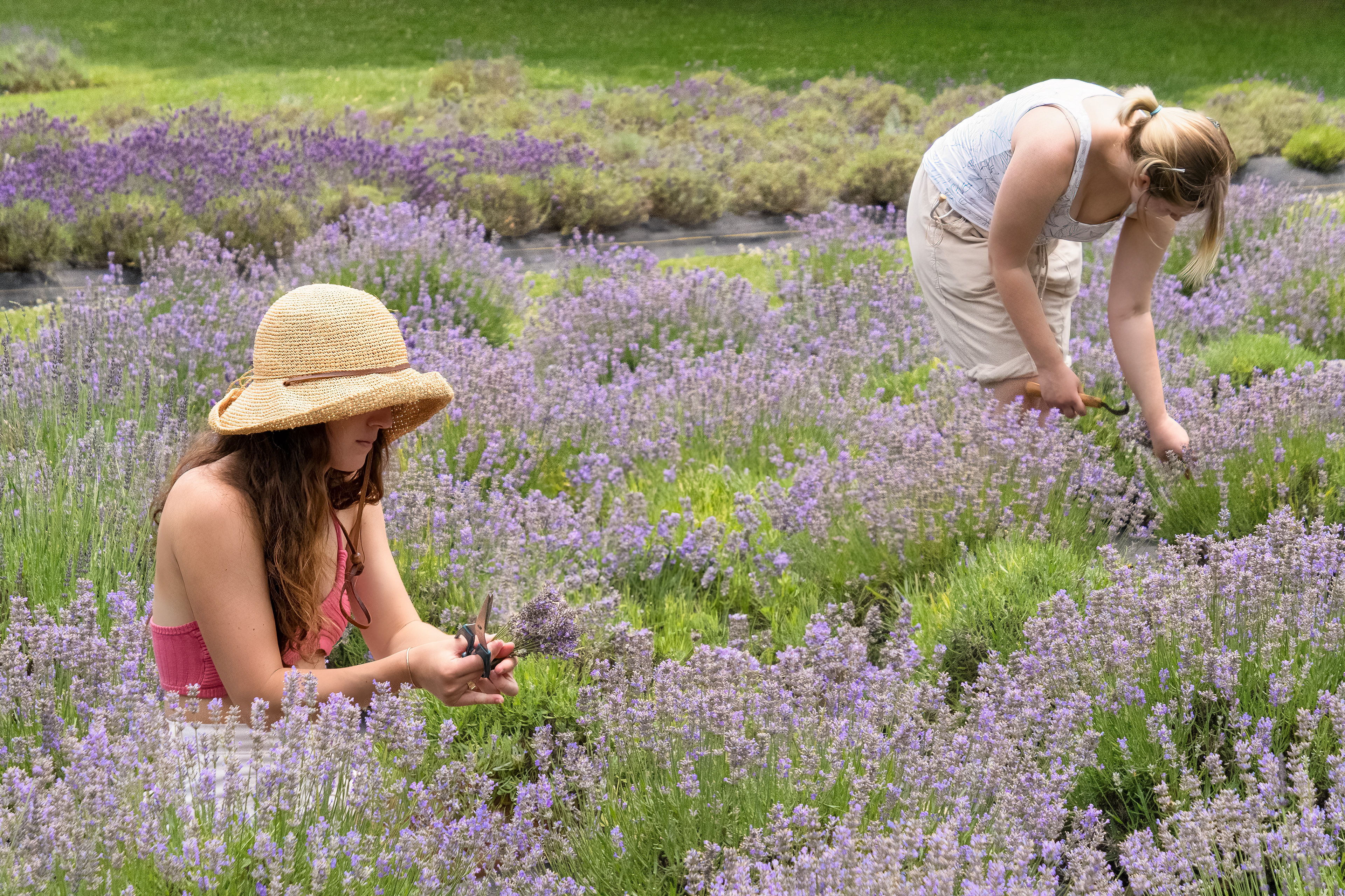 Lavender Fields